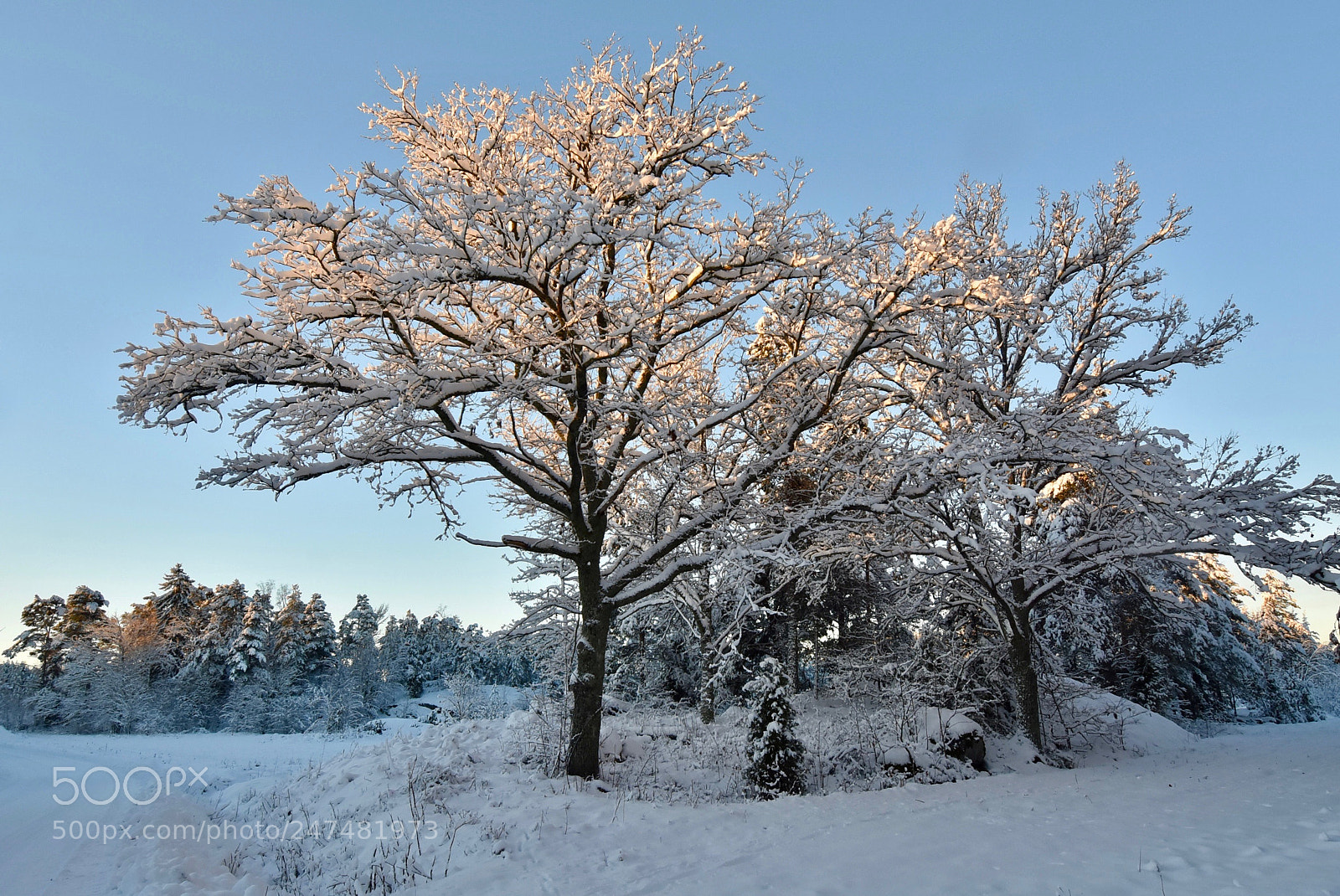 Nikon D7200 sample photo. Quercus robur photography