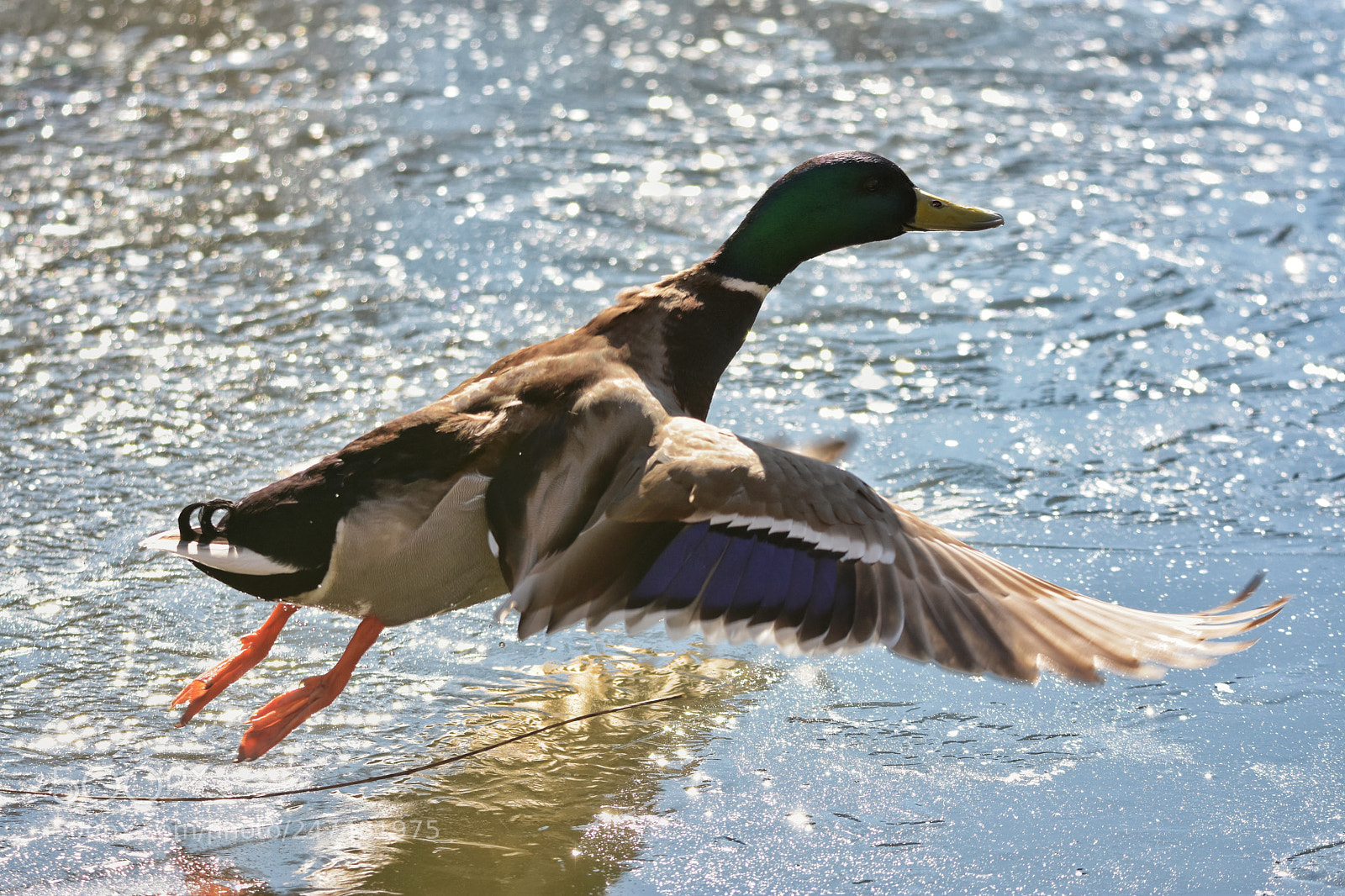 Nikon D7200 sample photo. 'mallard (anas platyrhynchos)' photography