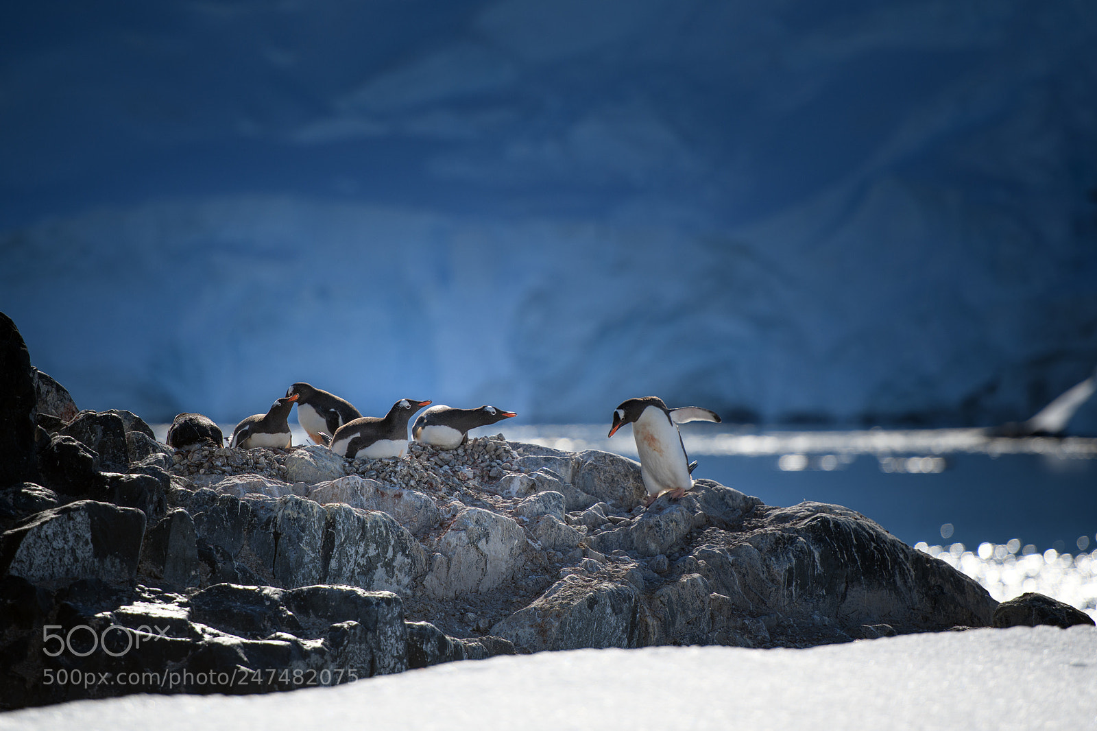 Nikon D850 sample photo. Gentoo penguin photography