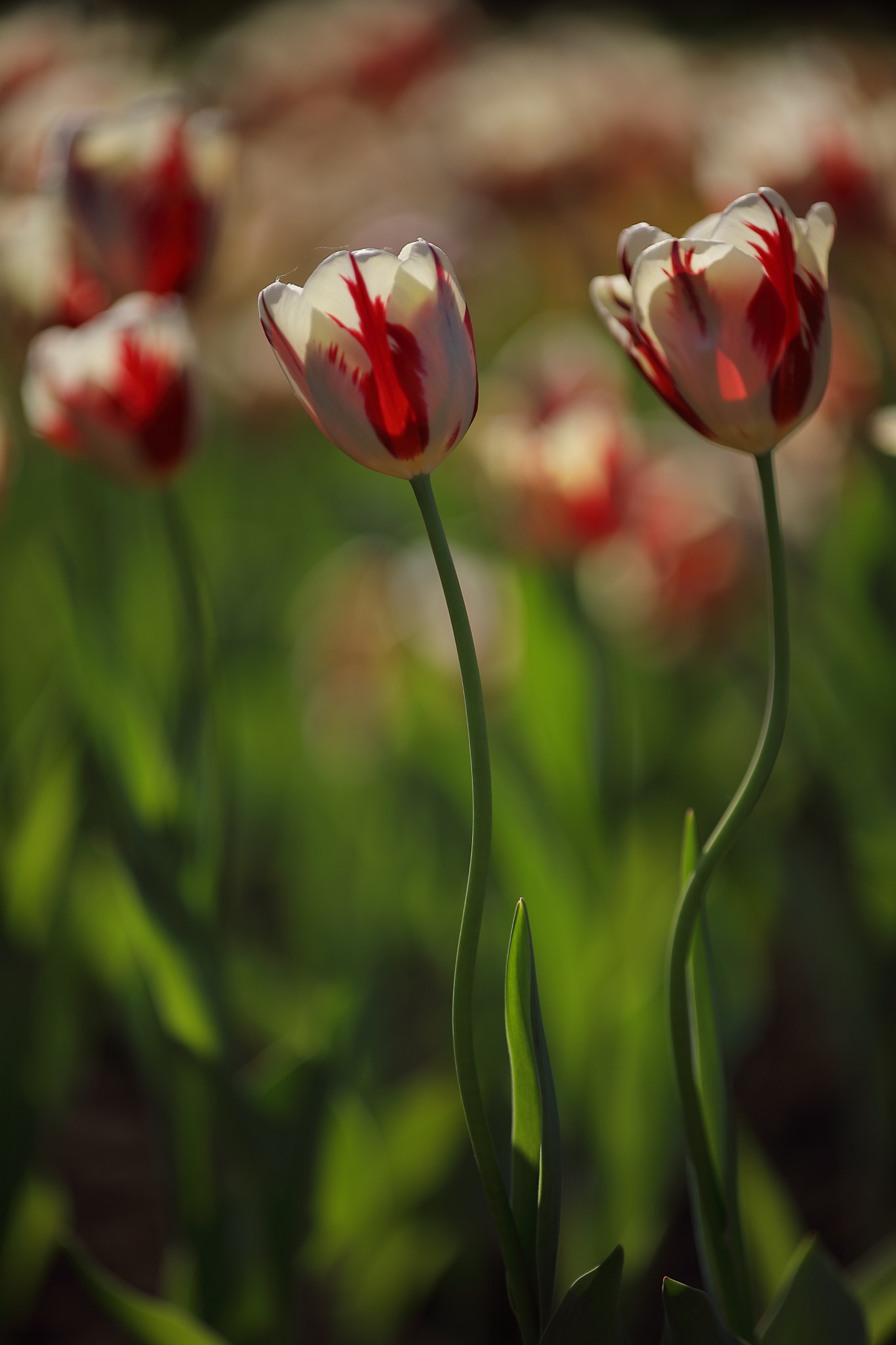 Canon EF 80-200mm f/2.8L sample photo. Dancing tulips photography