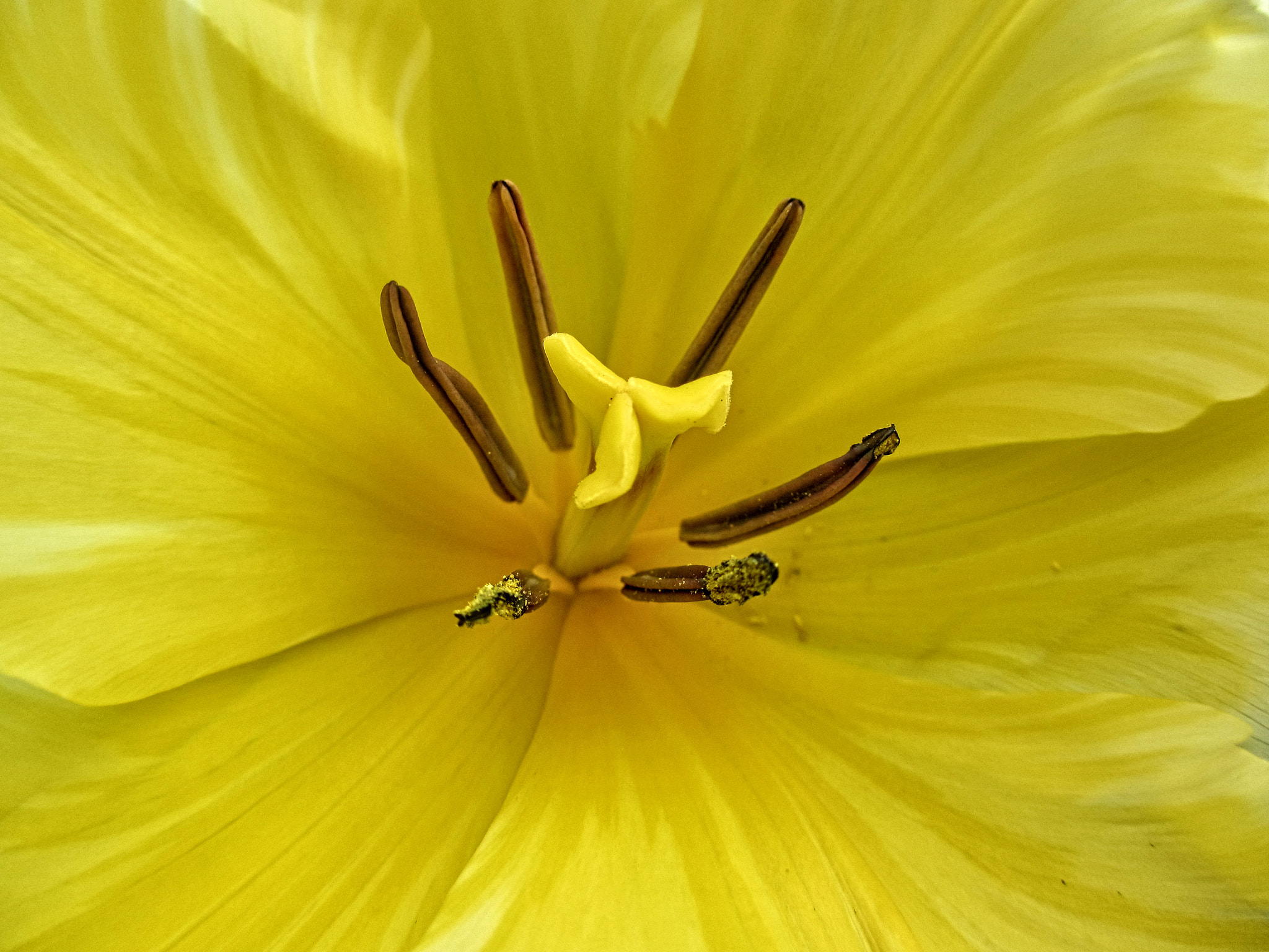 Canon PowerShot ELPH 310 HS (IXUS 230 HS / IXY 600F) sample photo. Oli tulip close up photography
