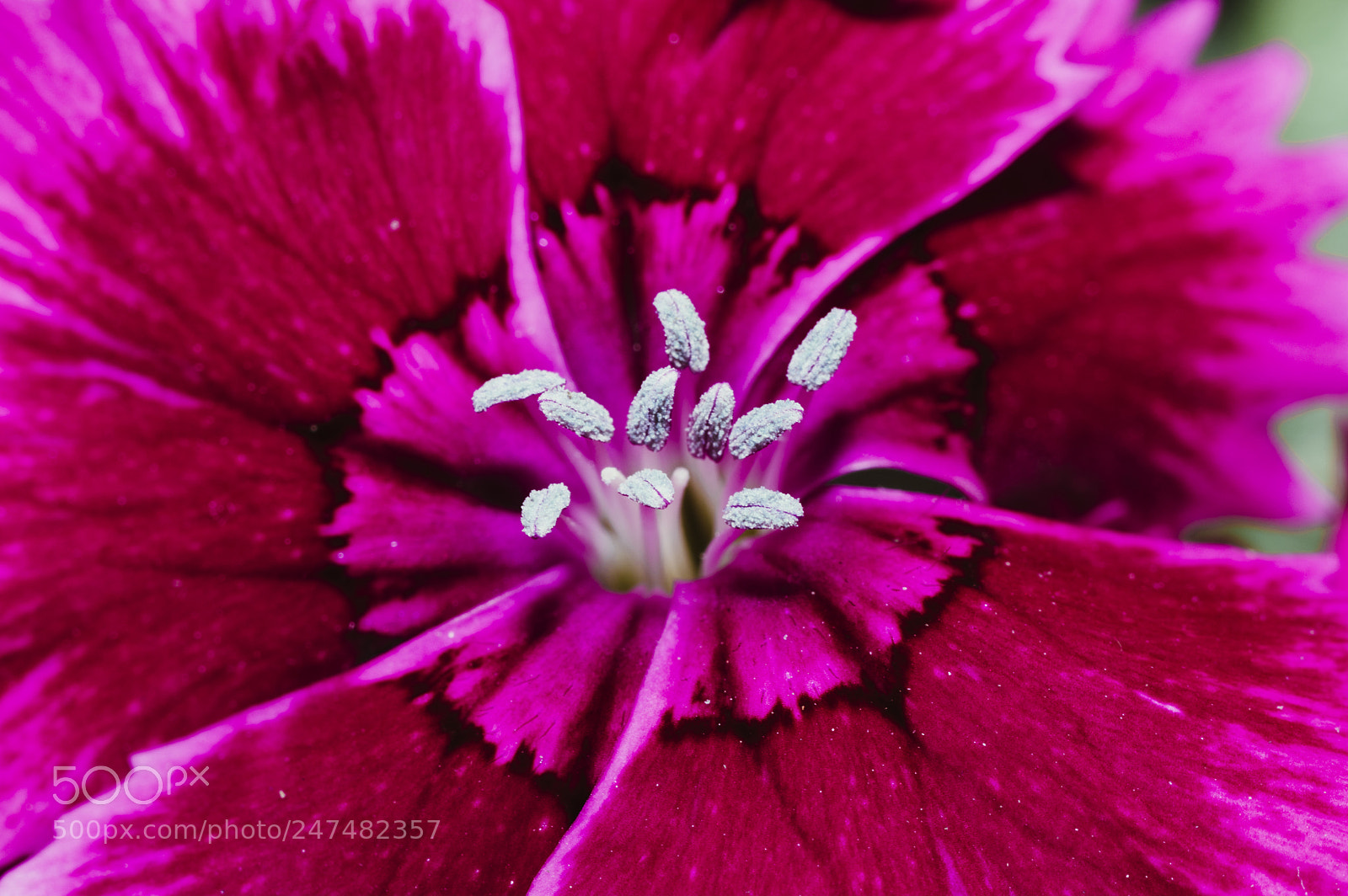 Nikon D3200 sample photo. Sweet william photography