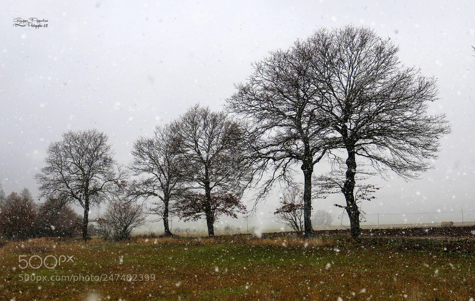 Canon PowerShot G3 X sample photo. Snowflakes photography