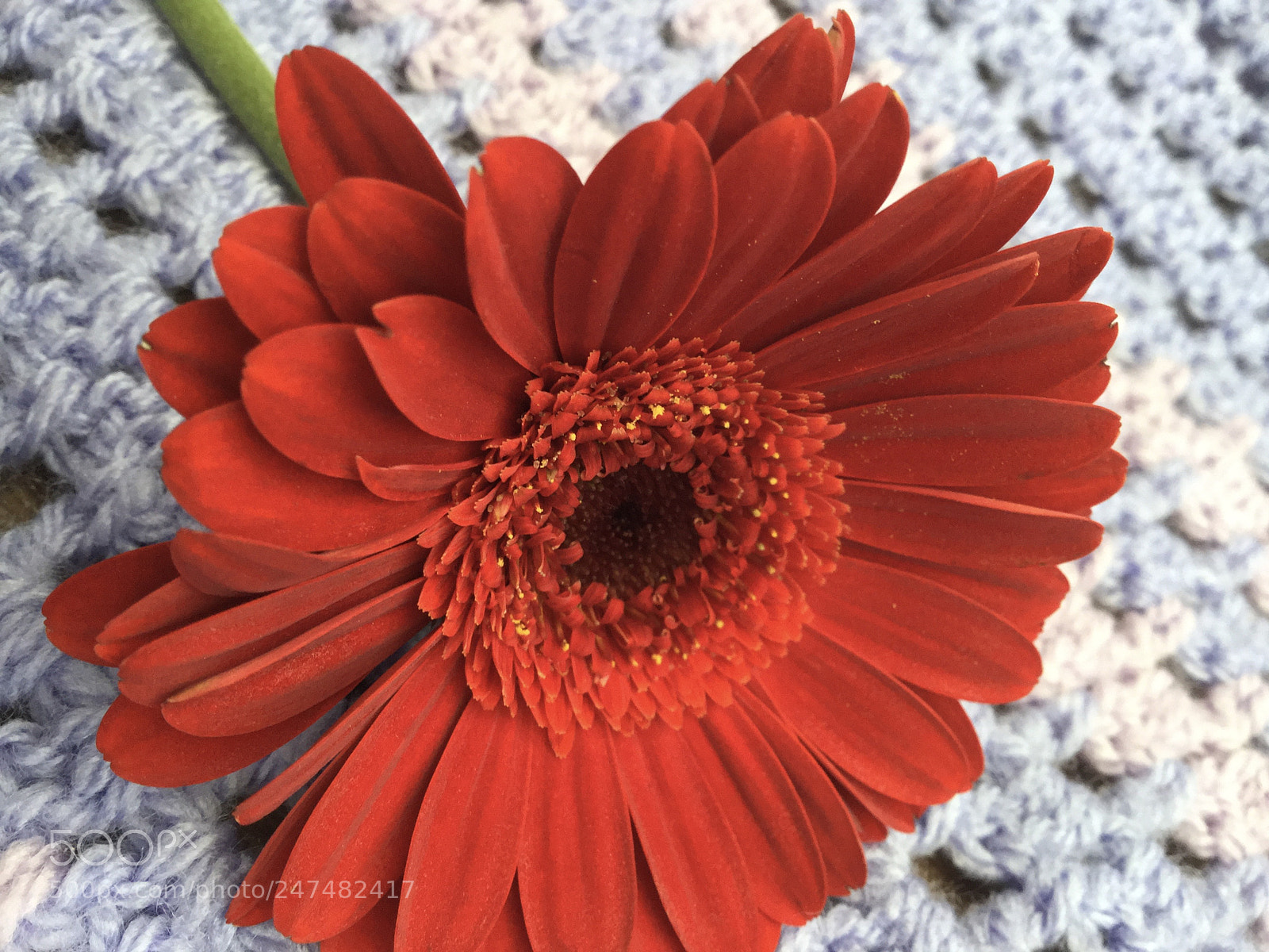 Apple iPad Air 2 sample photo. Red flower photography