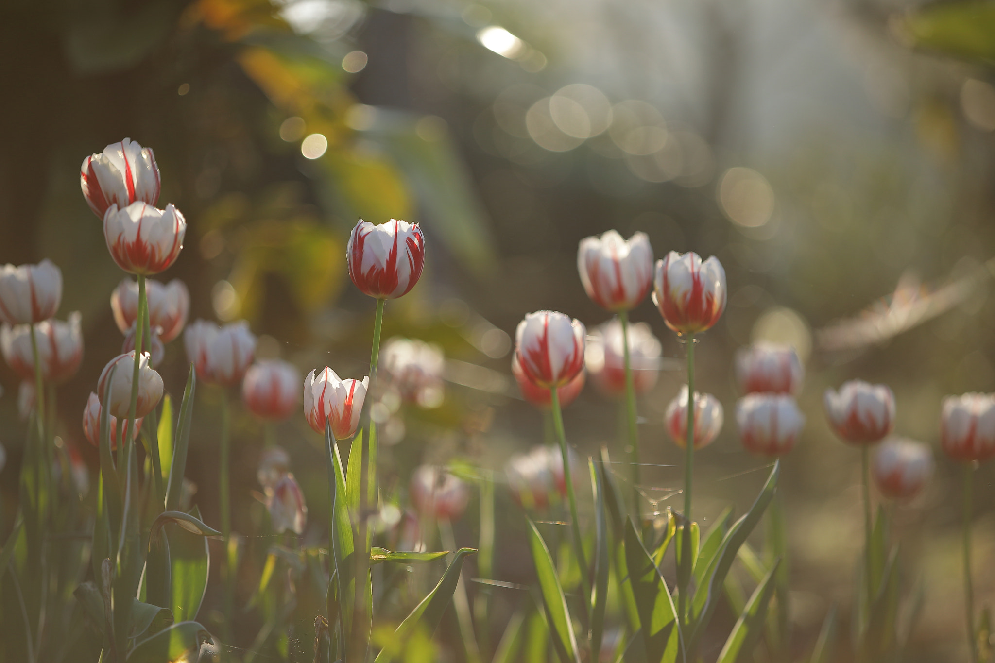 Canon EF 80-200mm f/2.8L sample photo. Tulips under the sun photography