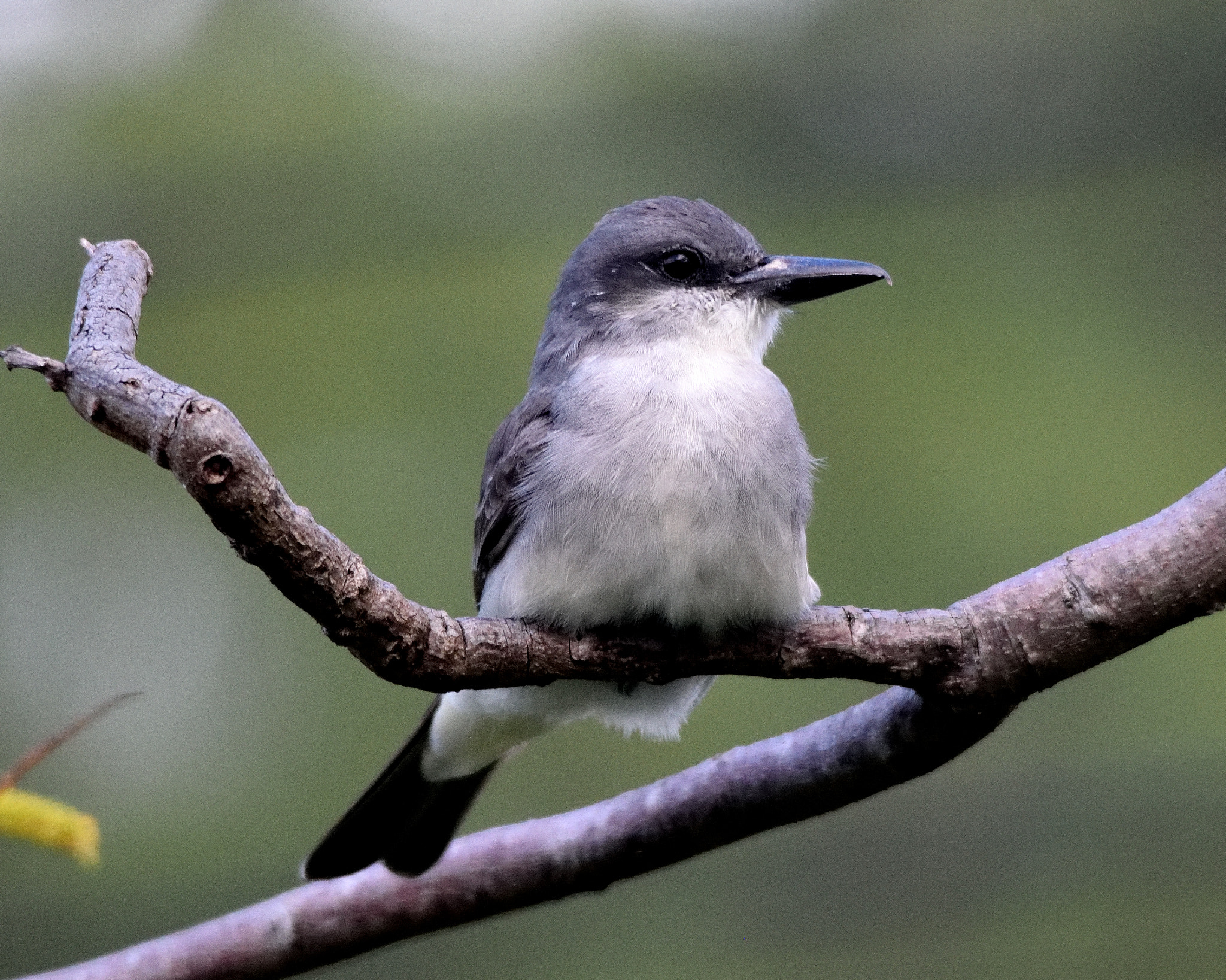 Nikon D3300 + Sigma 150-500mm F5-6.3 DG OS HSM sample photo. Grey kingbird (tyrannus dominicensis) photography