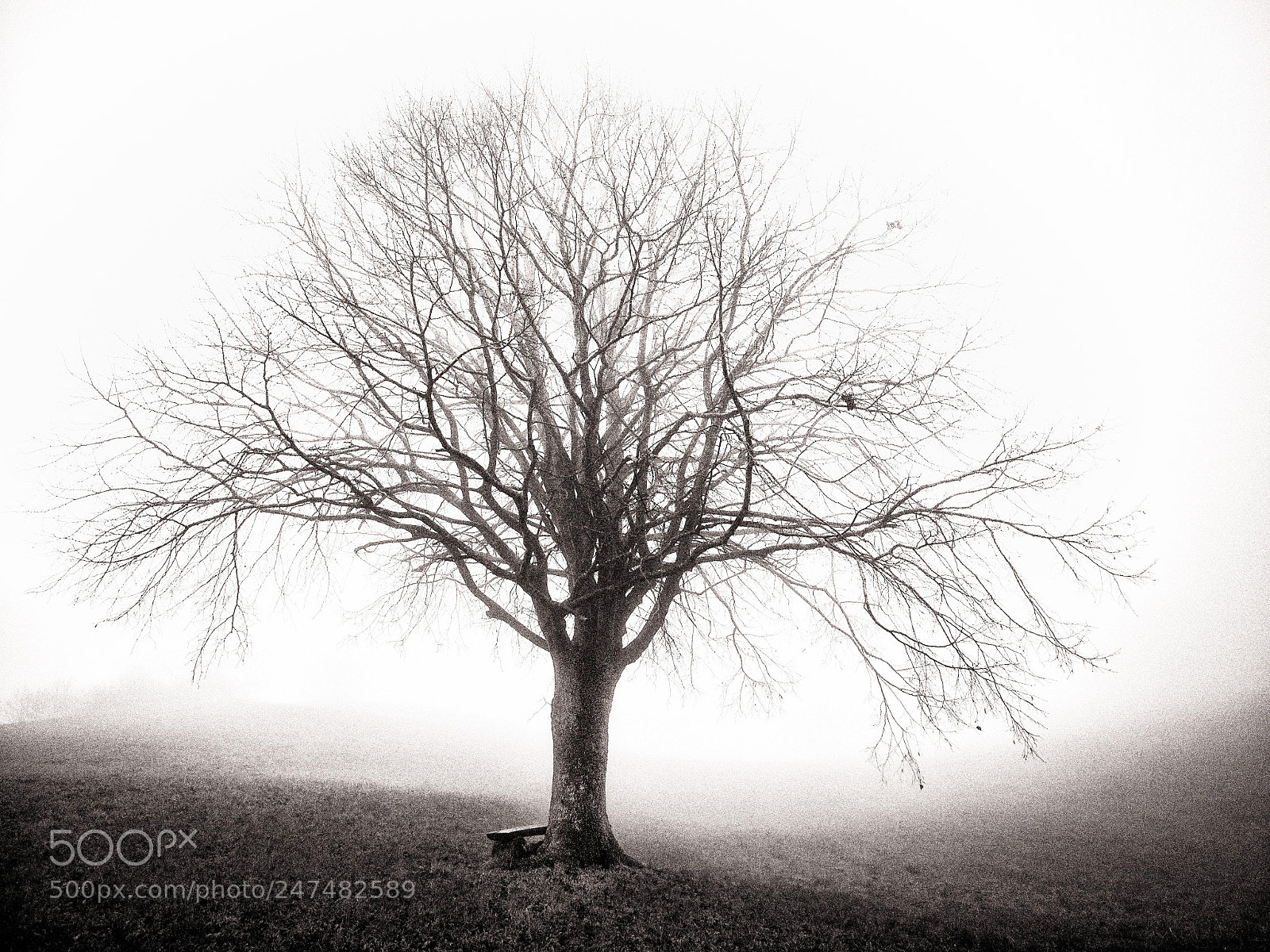 Olympus OM-D E-M1 sample photo. Baum in schwarzweiss photography