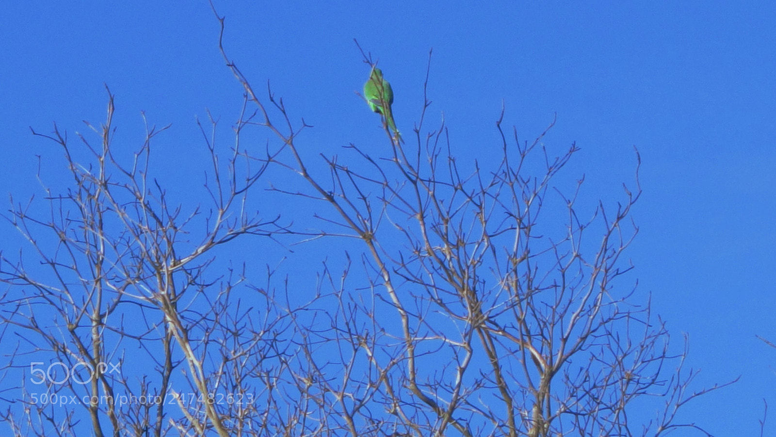 Sony Cyber-shot DSC-RX100 II sample photo. Wild parrot photography
