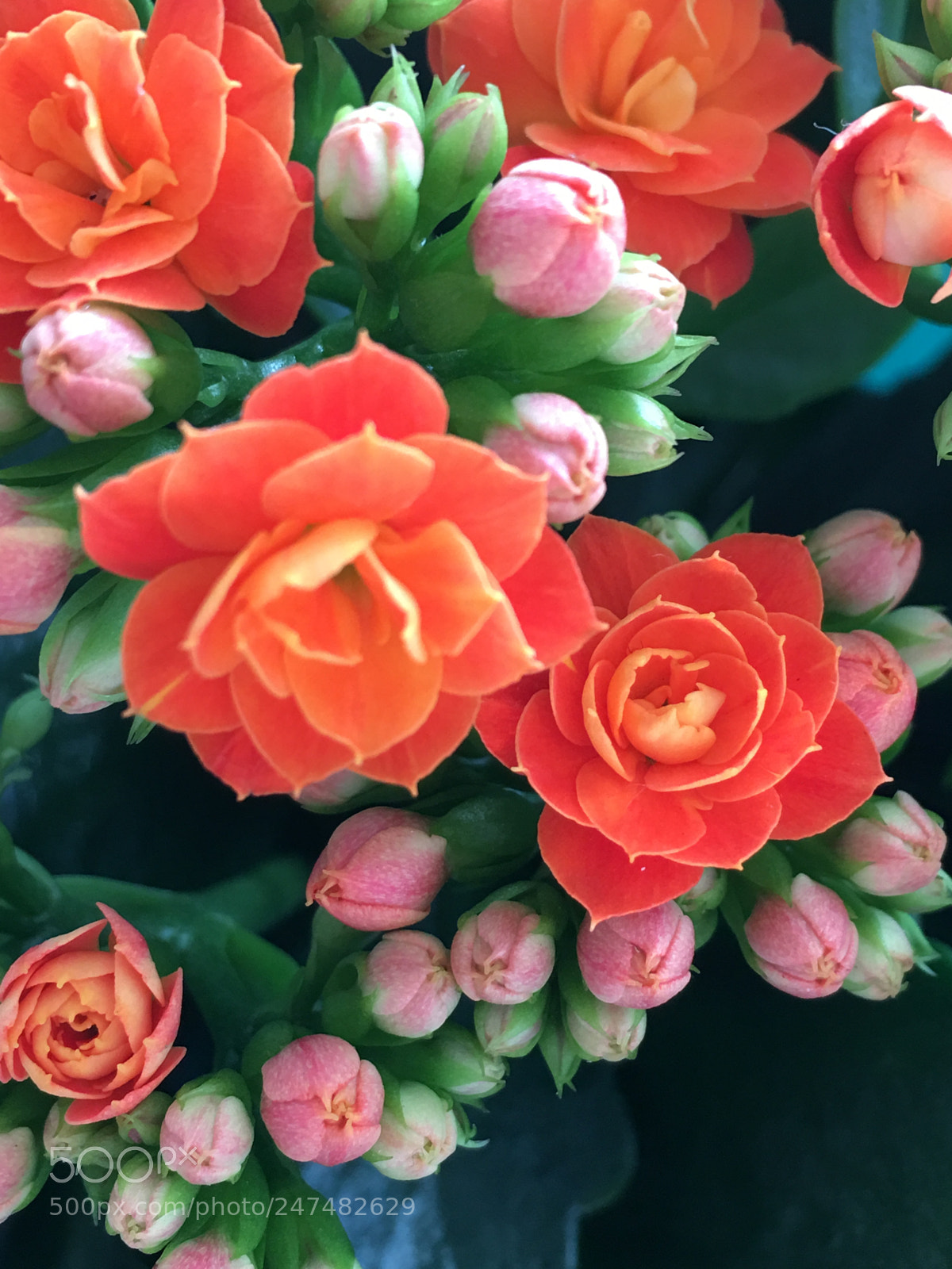 Apple iPhone 6s Plus sample photo. Flowers lovely photography