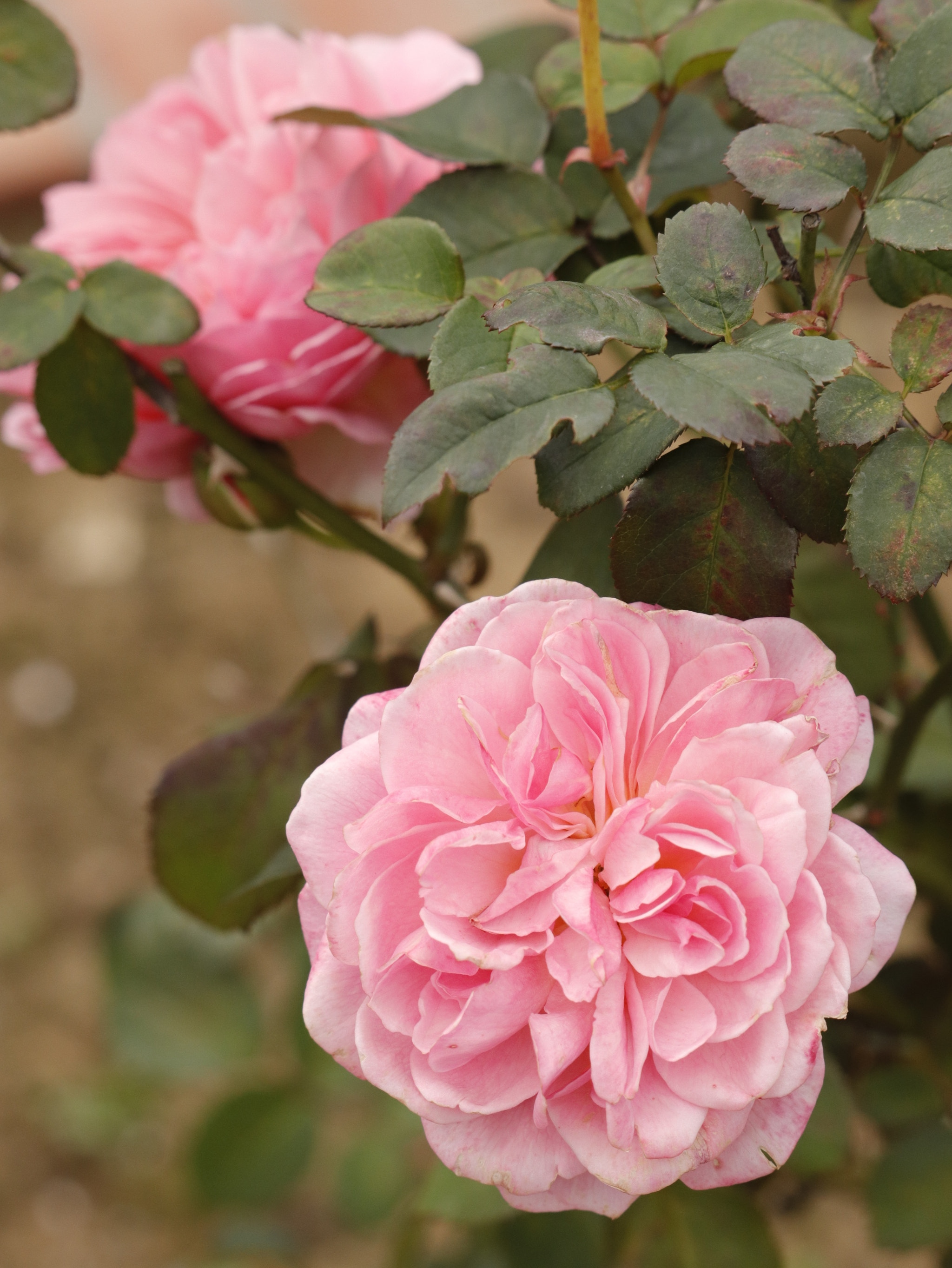 Canon EF-S 55-250mm F4-5.6 IS STM sample photo. 士林官邸：玫瑰 photography
