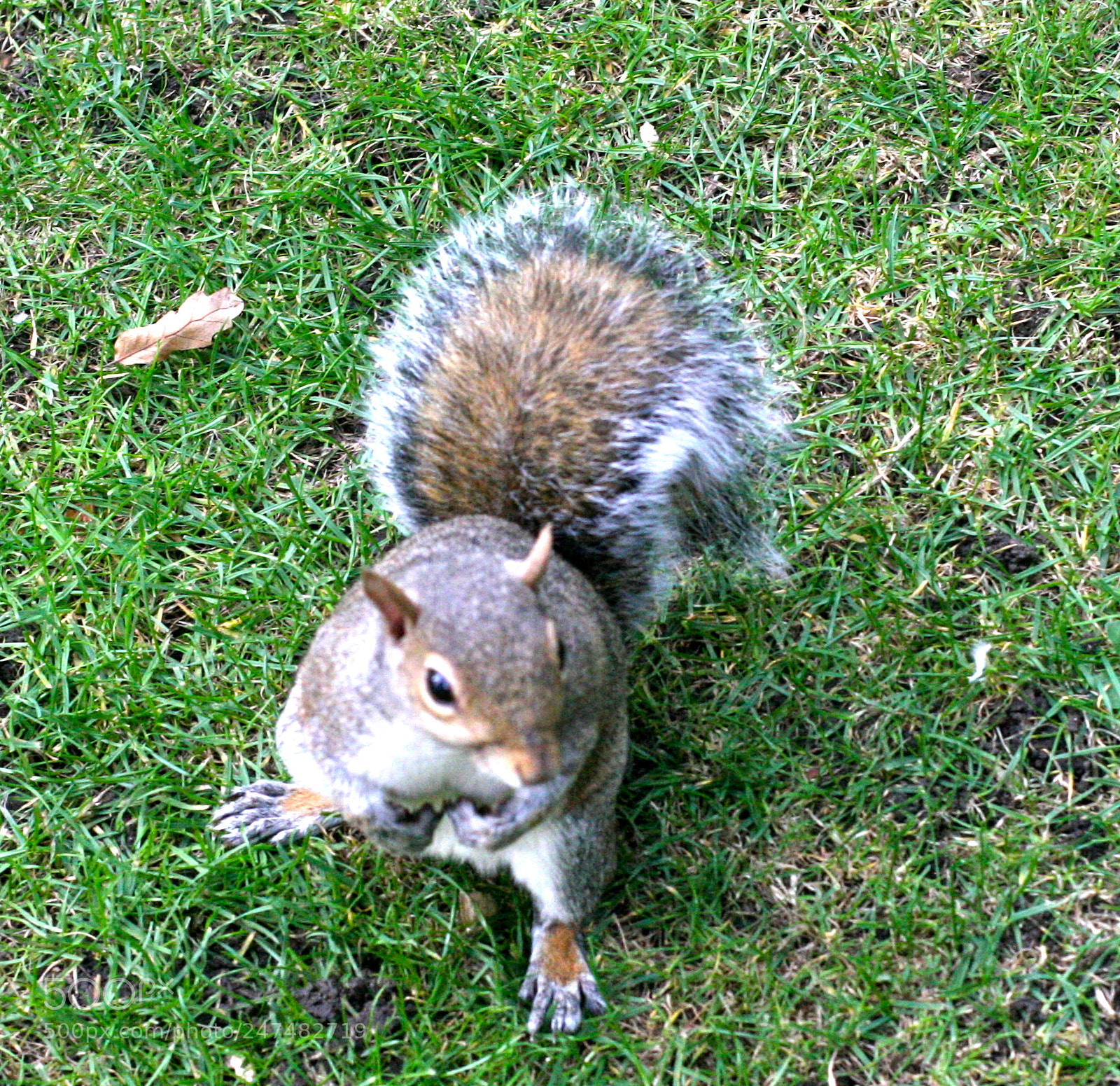 Canon EOS 30D sample photo. Squirrel photography