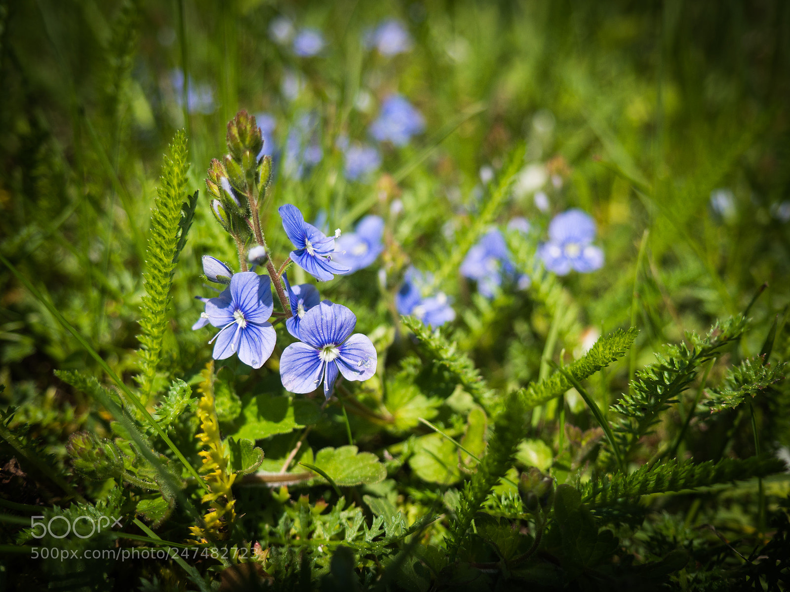 Olympus OM-D E-M10 II sample photo. Veronica flower photography