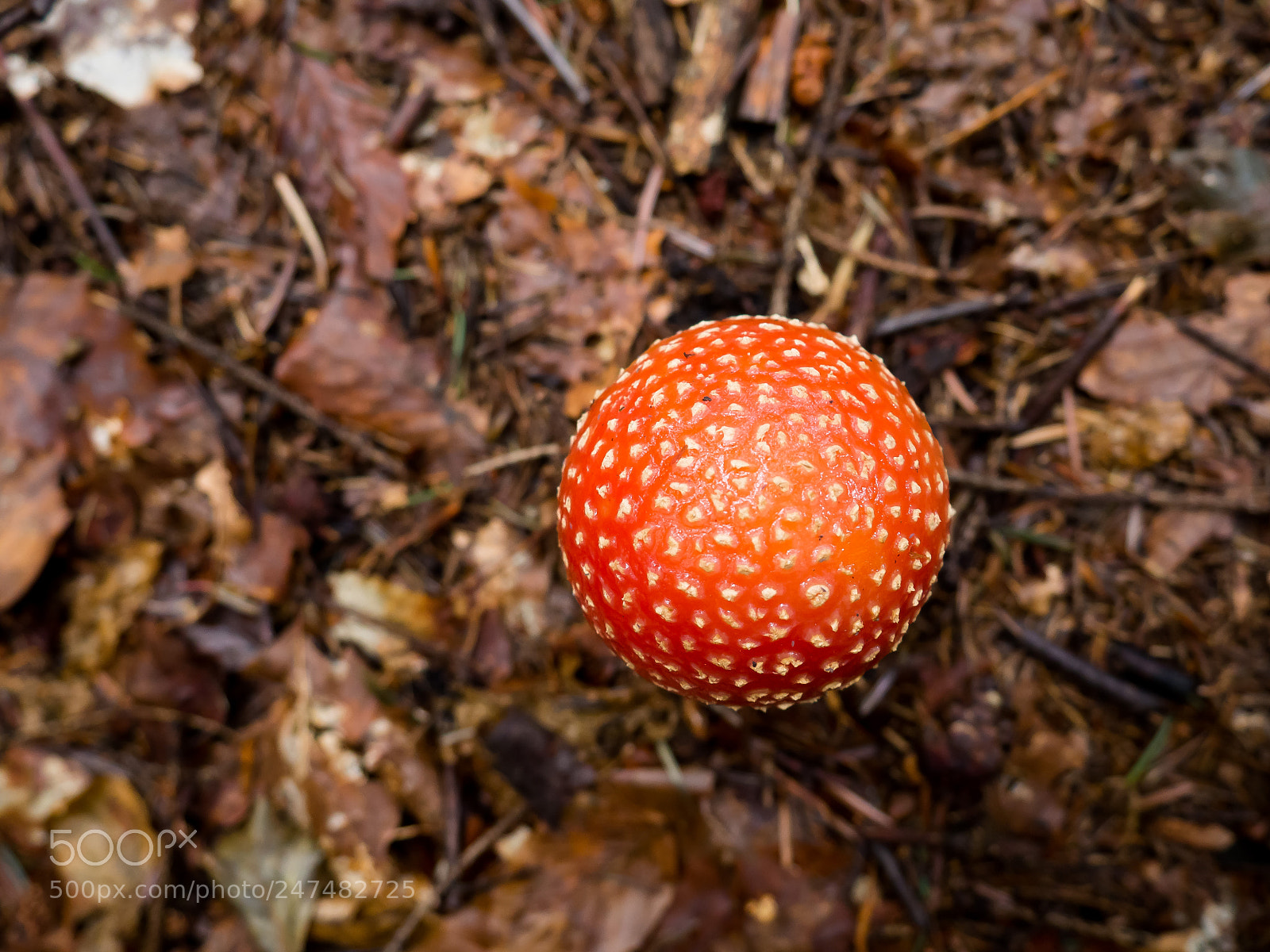 Olympus OM-D E-M10 II sample photo. Amanita muscaria photography