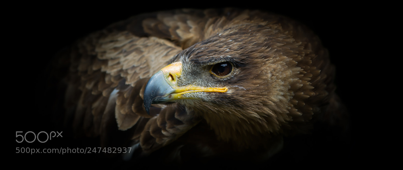 Canon EOS 550D (EOS Rebel T2i / EOS Kiss X4) sample photo. Tawny eagle photography