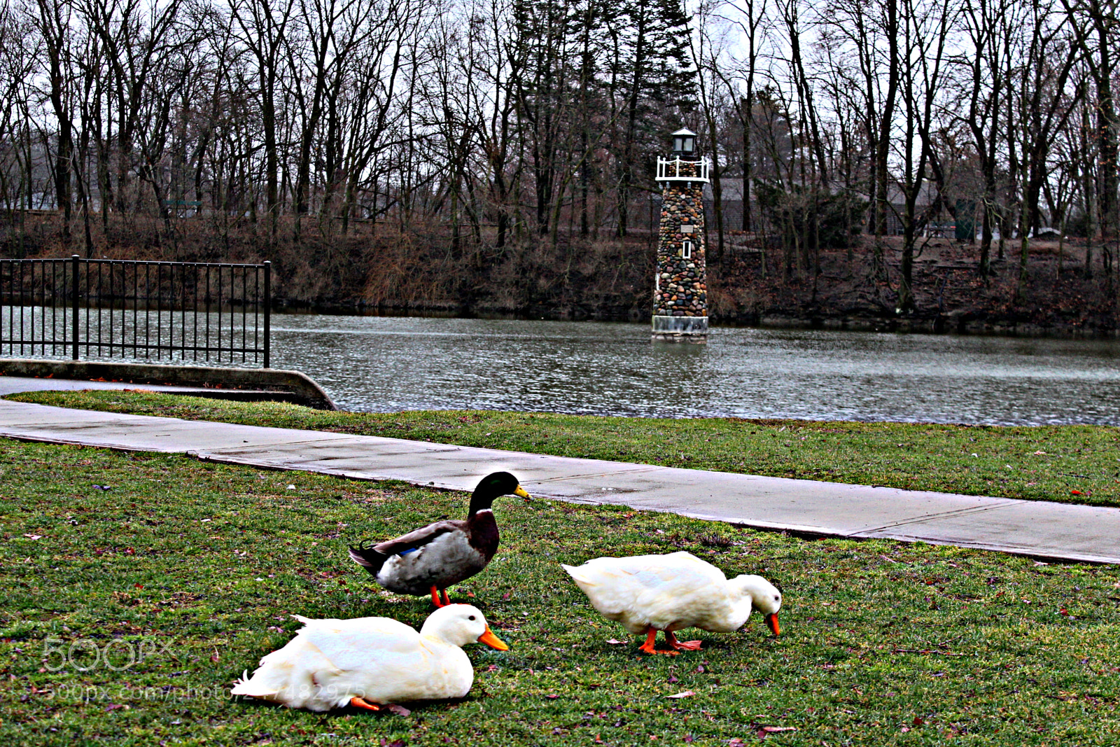 Canon EF-S 18-55mm F3.5-5.6 III sample photo. Ducks photography