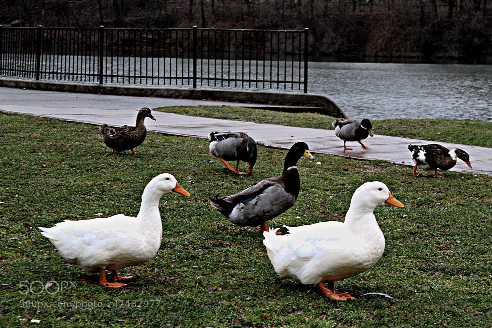 Canon EF-S 18-55mm F3.5-5.6 III sample photo. Ducks photography