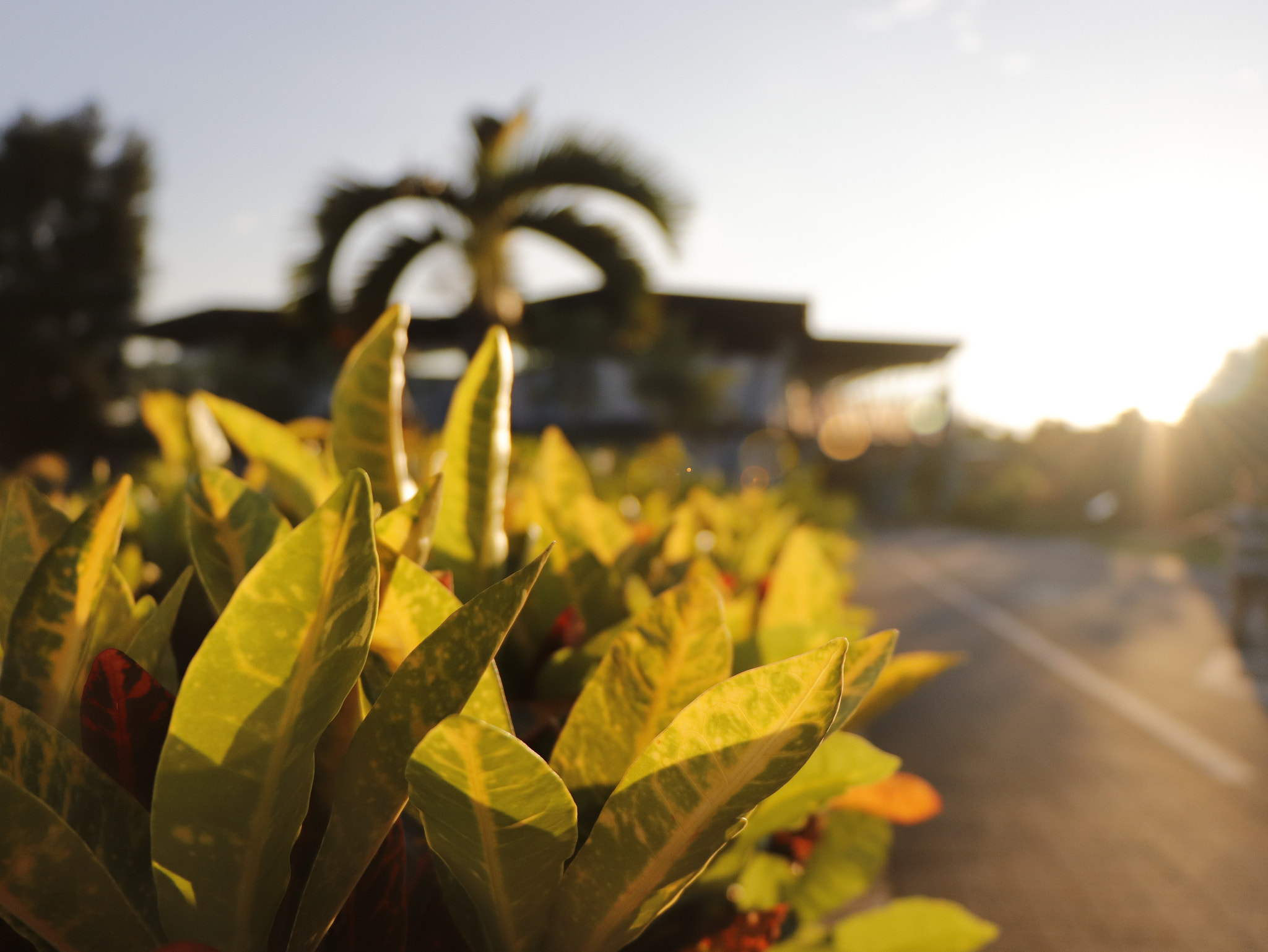 Canon EOS 77D (EOS 9000D / EOS 770D) sample photo. 台北花博公園：落日 photography