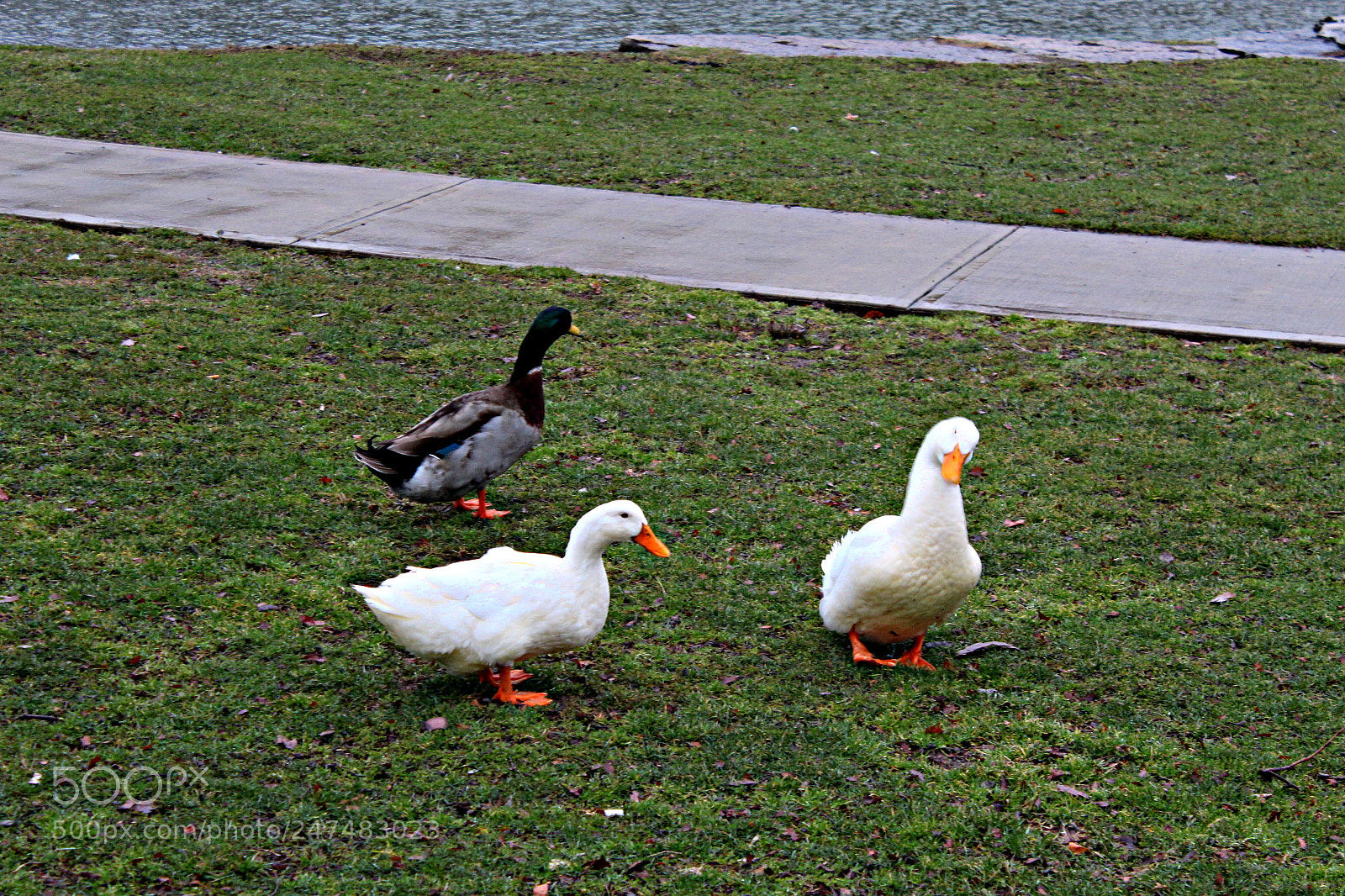 Canon EF-S 18-55mm F3.5-5.6 III sample photo. Ducks photography