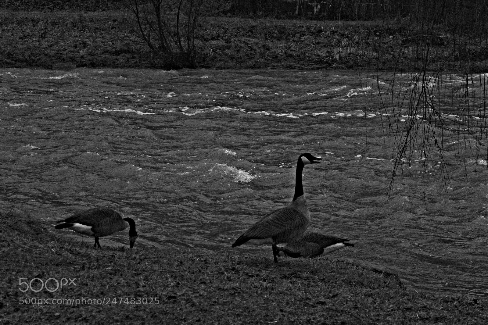 Canon EF-S 18-55mm F3.5-5.6 III sample photo. Geese photography