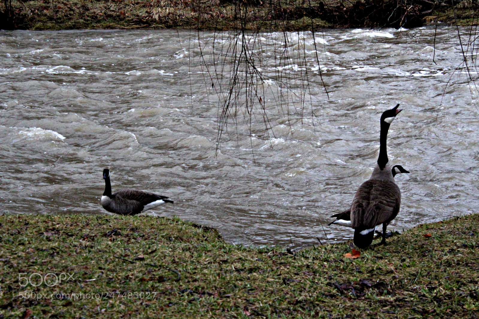 Canon EF-S 18-55mm F3.5-5.6 III sample photo. Geese photography