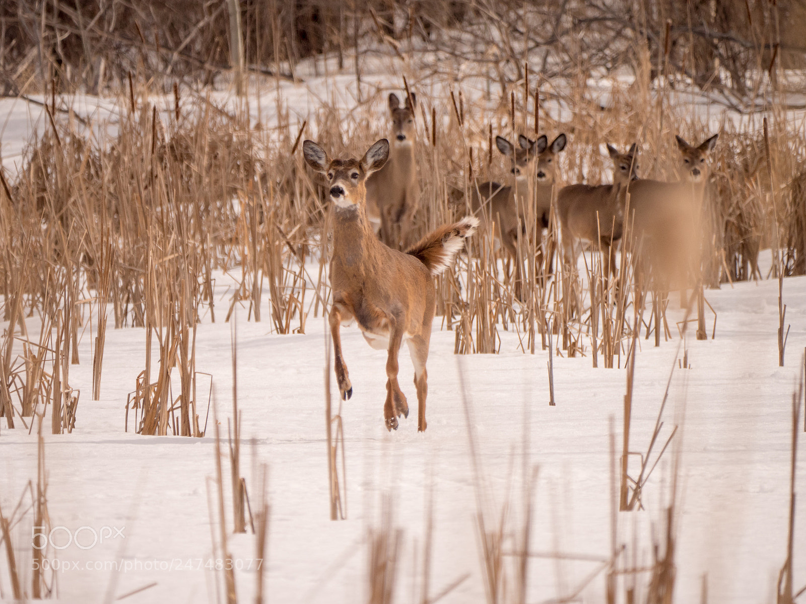 Panasonic Lumix DC-G9 sample photo. Happy deer photography
