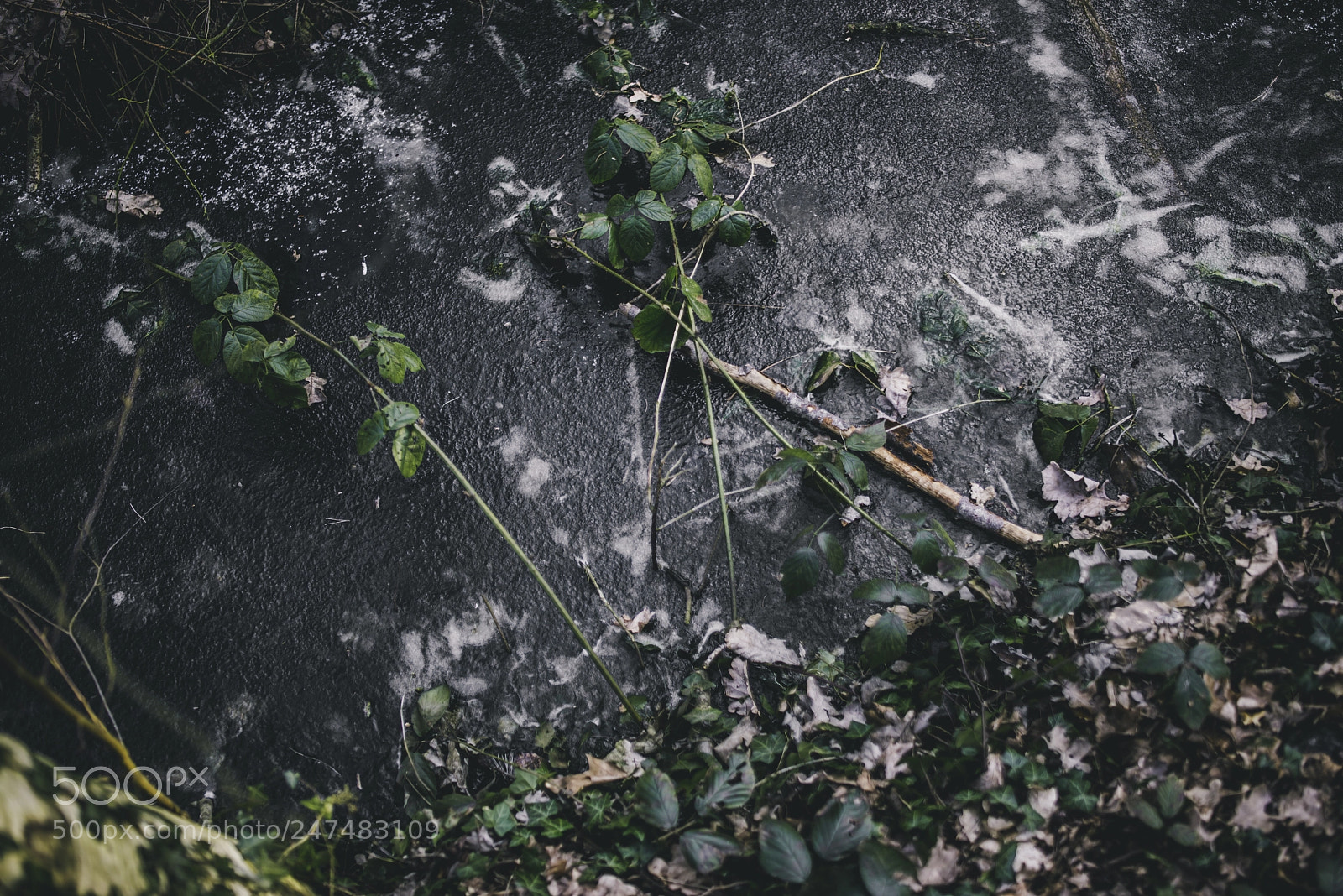 Nikon D610 sample photo. Winter photography