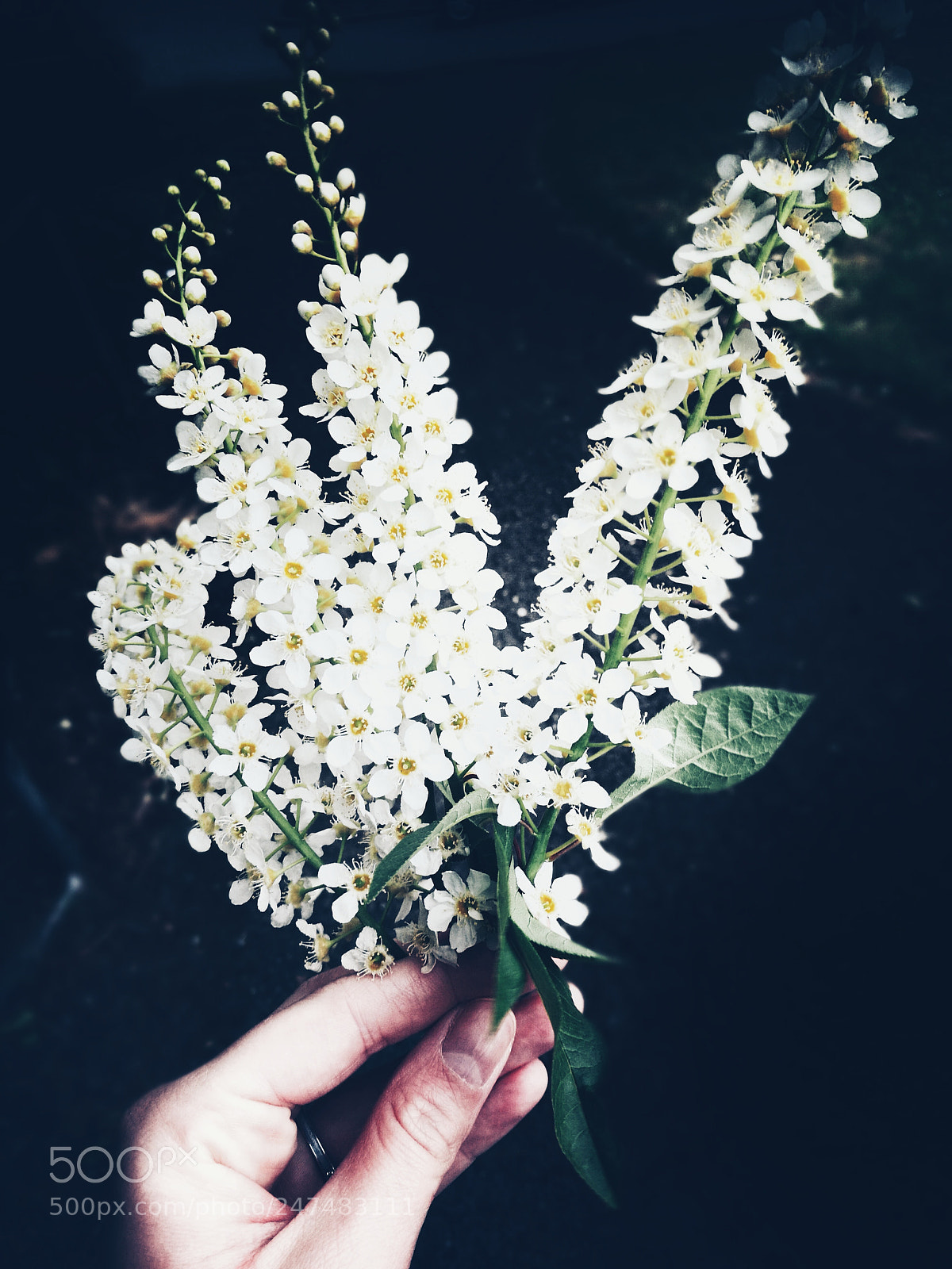 HUAWEI P9 sample photo. Untitled photography