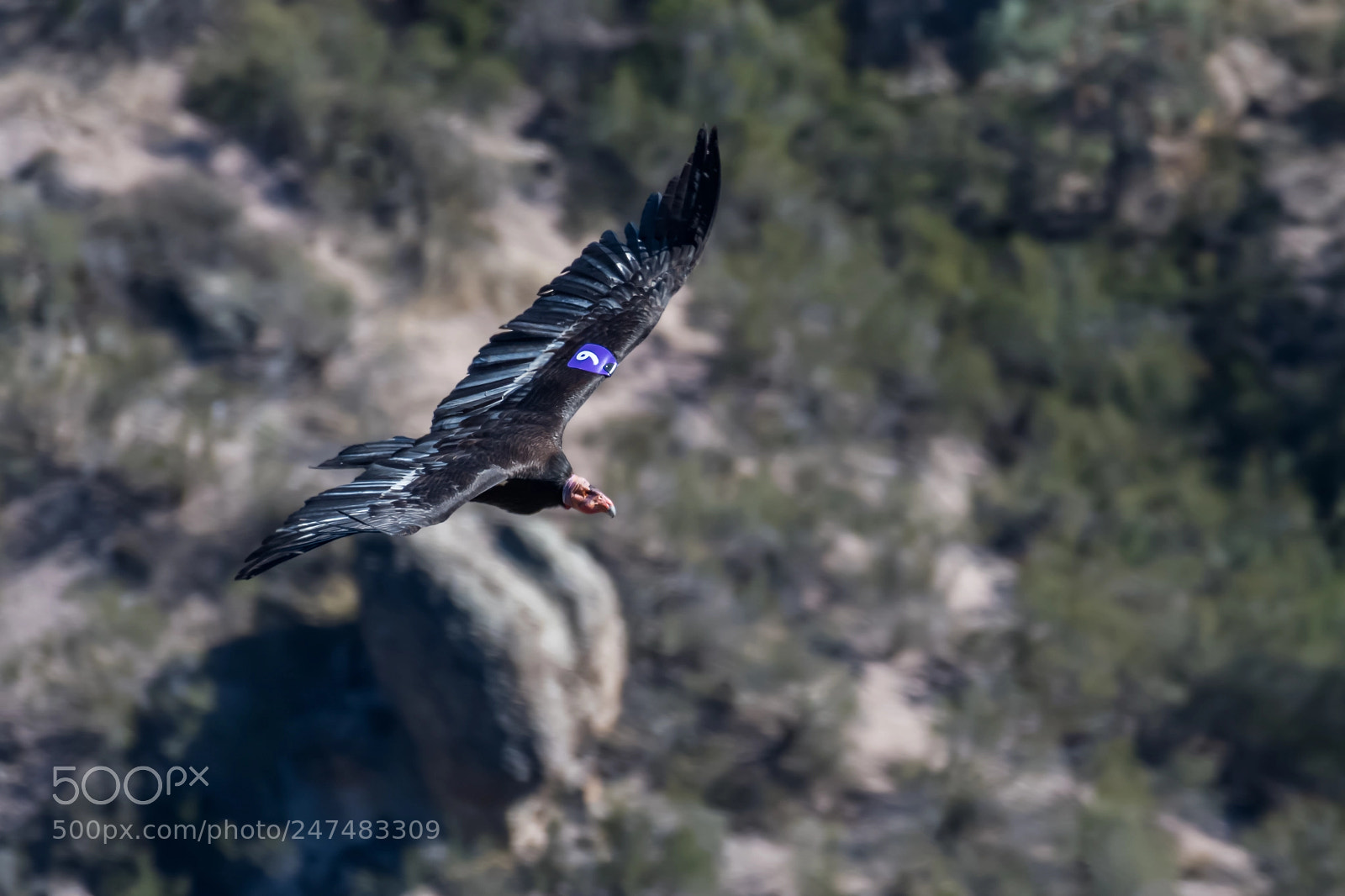 Nikon D500 sample photo. California condor in flight photography