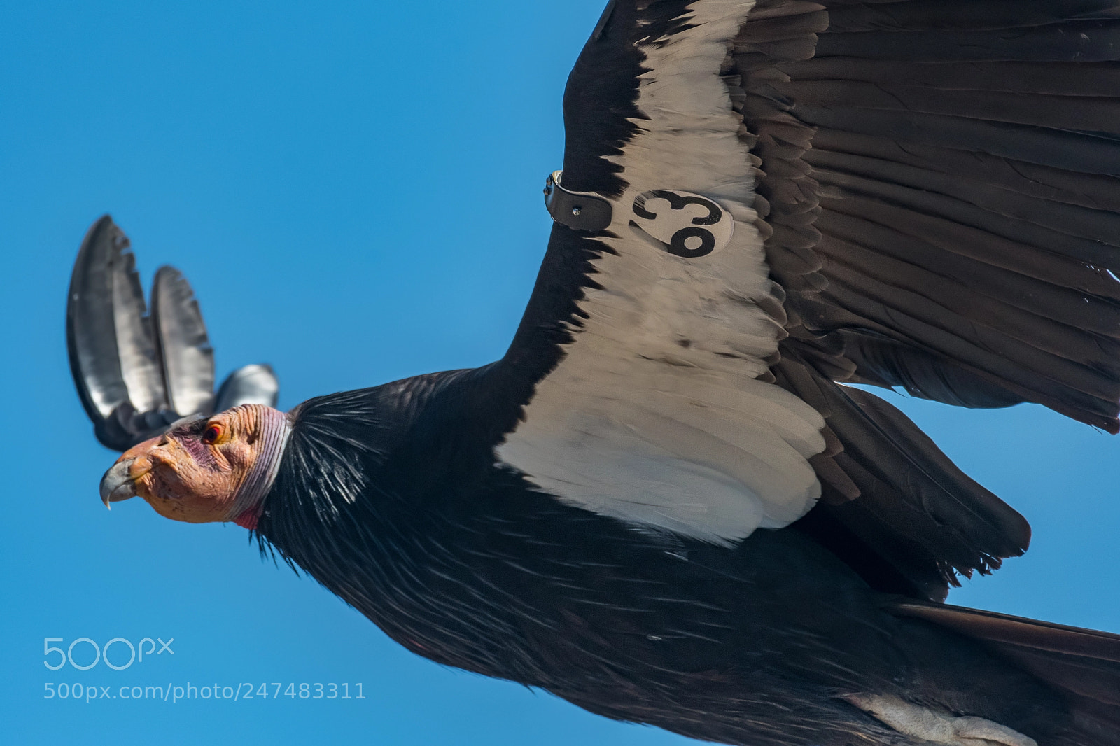 Nikon D500 sample photo. Condor flight super close photography