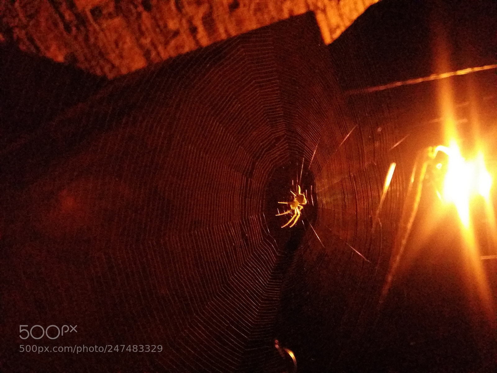 Samsung Galaxy A5 sample photo. Spider working photography