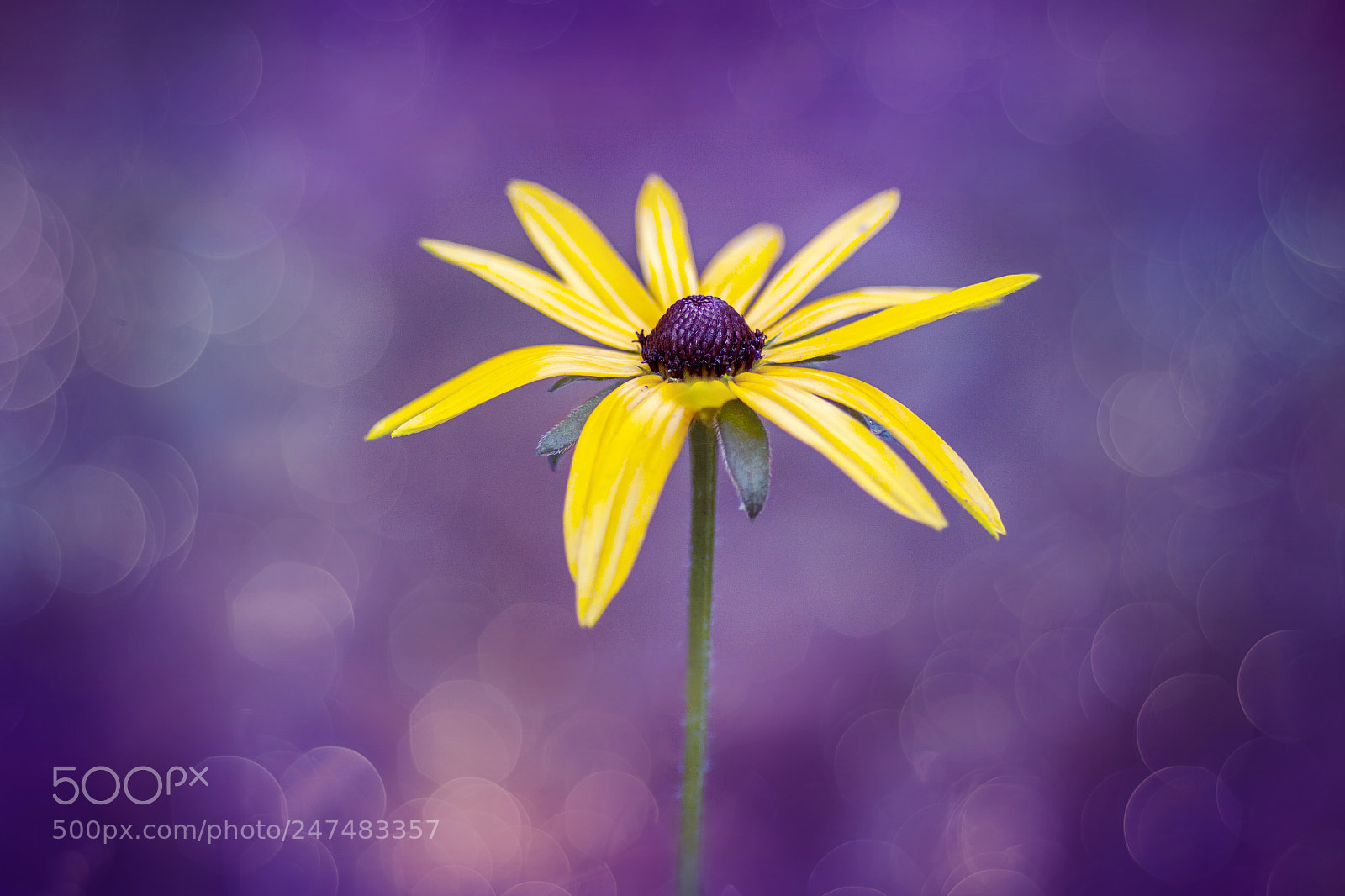Canon EOS 50D sample photo. A flower photography