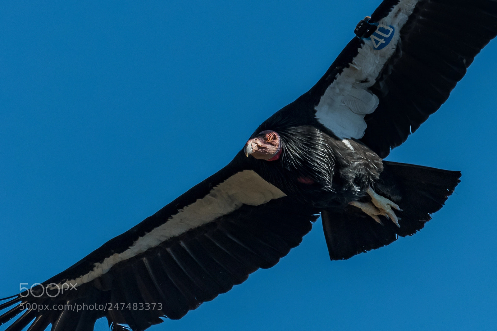 Nikon D500 sample photo. California condor in flight photography