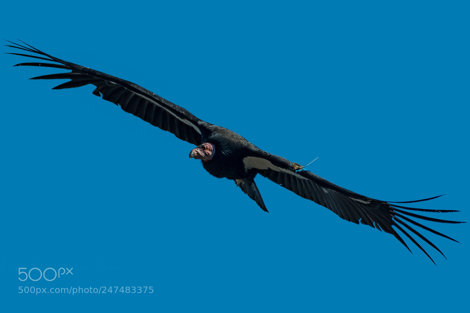 Nikon D500 sample photo. California condor flight head photography