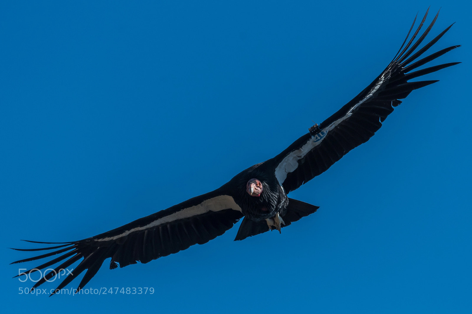 Nikon D500 sample photo. California condor head on photography