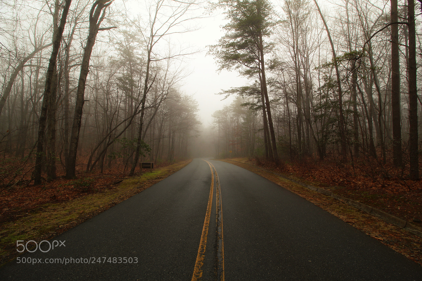Canon EOS 1200D (EOS Rebel T5 / EOS Kiss X70 / EOS Hi) sample photo. Into the foggy road photography