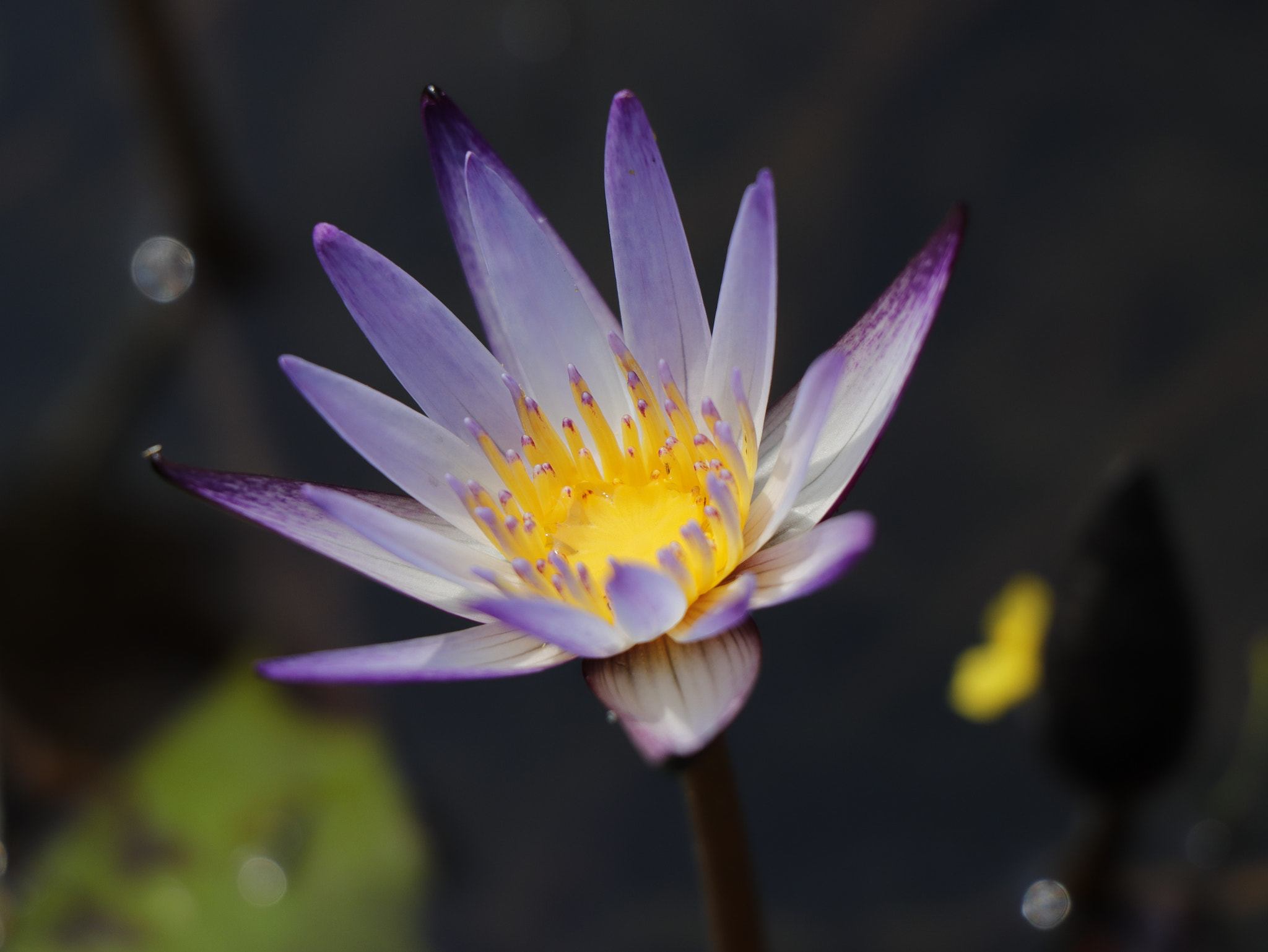 Canon EOS 77D (EOS 9000D / EOS 770D) sample photo. 台北植物園：盛夏荷花 photography