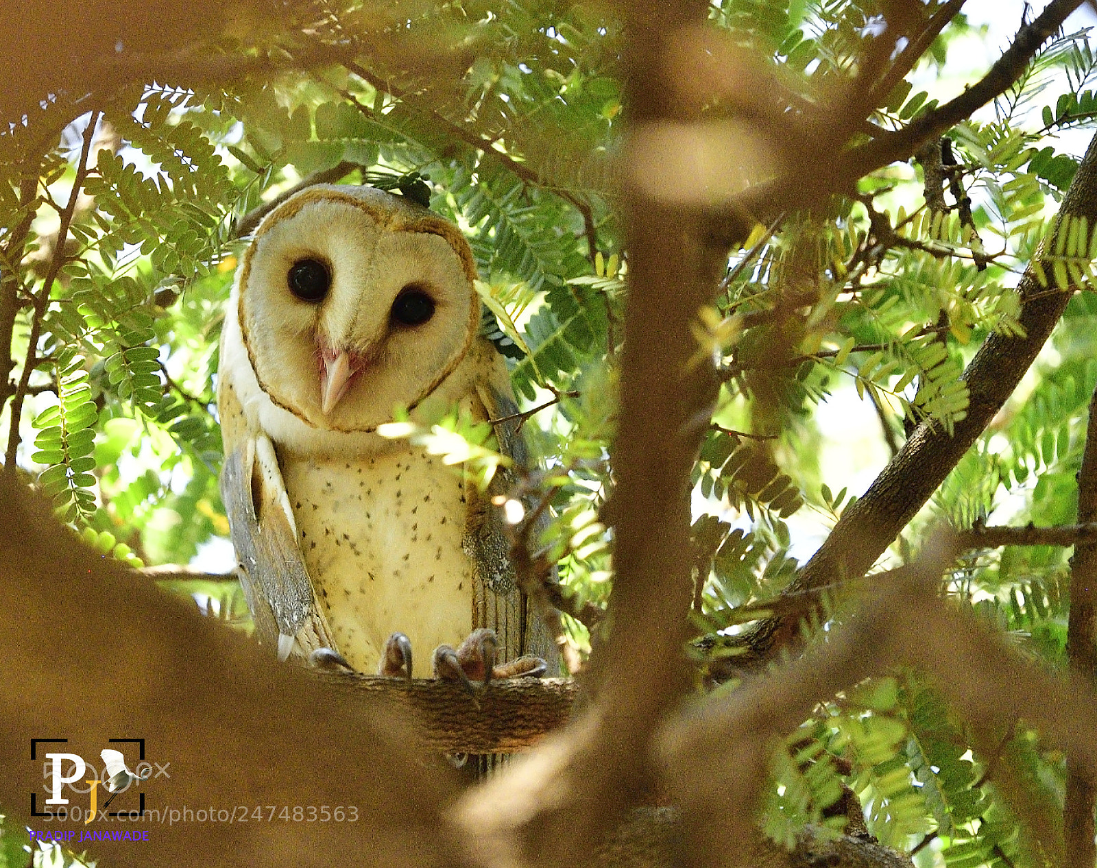 Nikon D5 sample photo. Barn owl photography