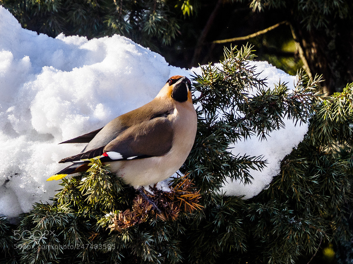 Olympus OM-D E-M10 sample photo. Juniper raider. waxwing photography