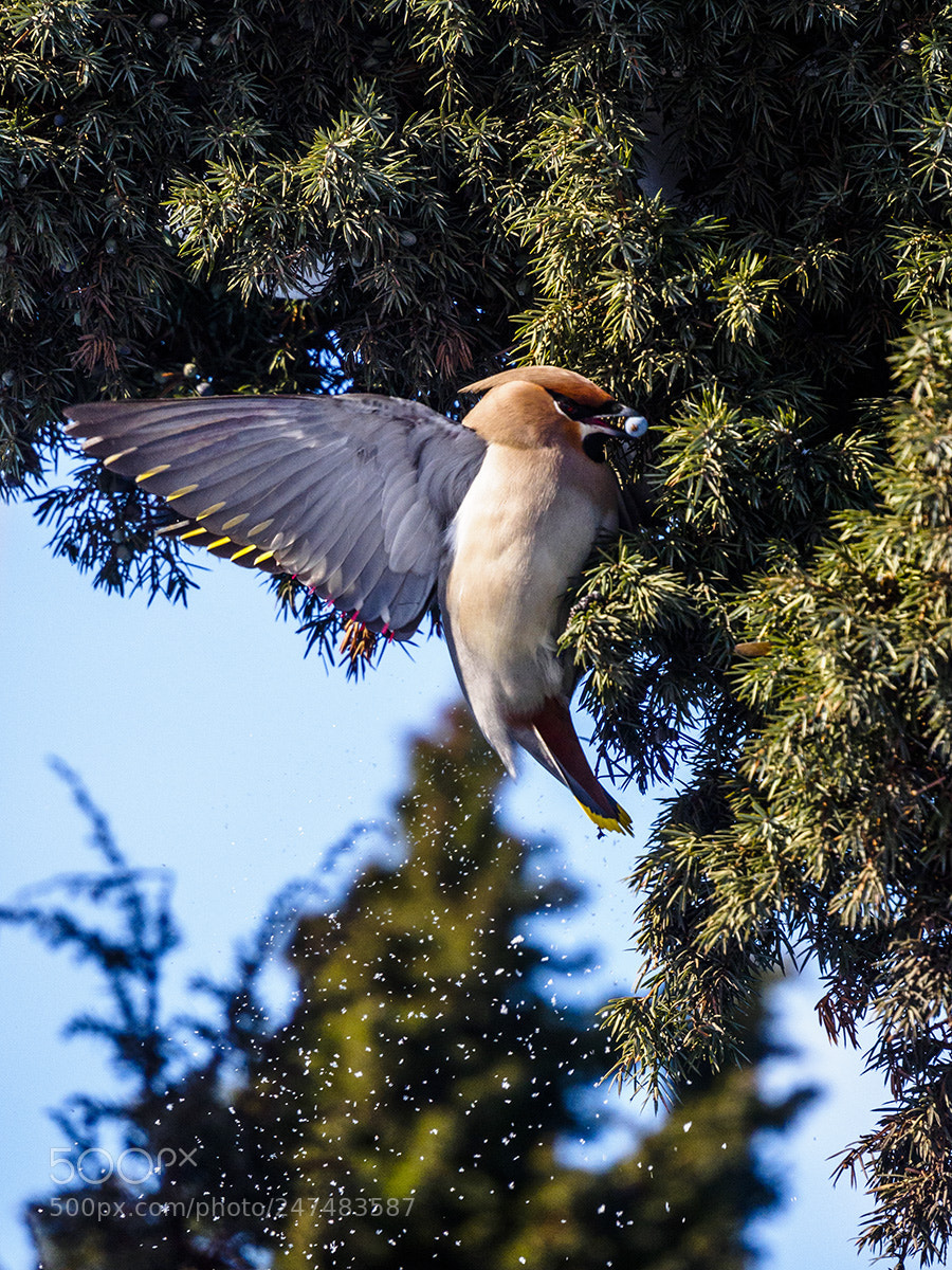 Olympus OM-D E-M10 sample photo. Juniper raider. waxwing photography