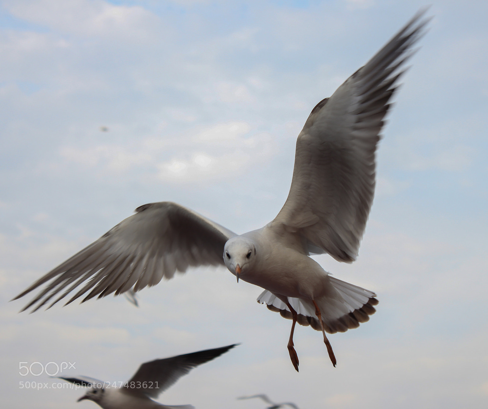 Canon EOS 700D (EOS Rebel T5i / EOS Kiss X7i) sample photo. Searching of food seagull photography