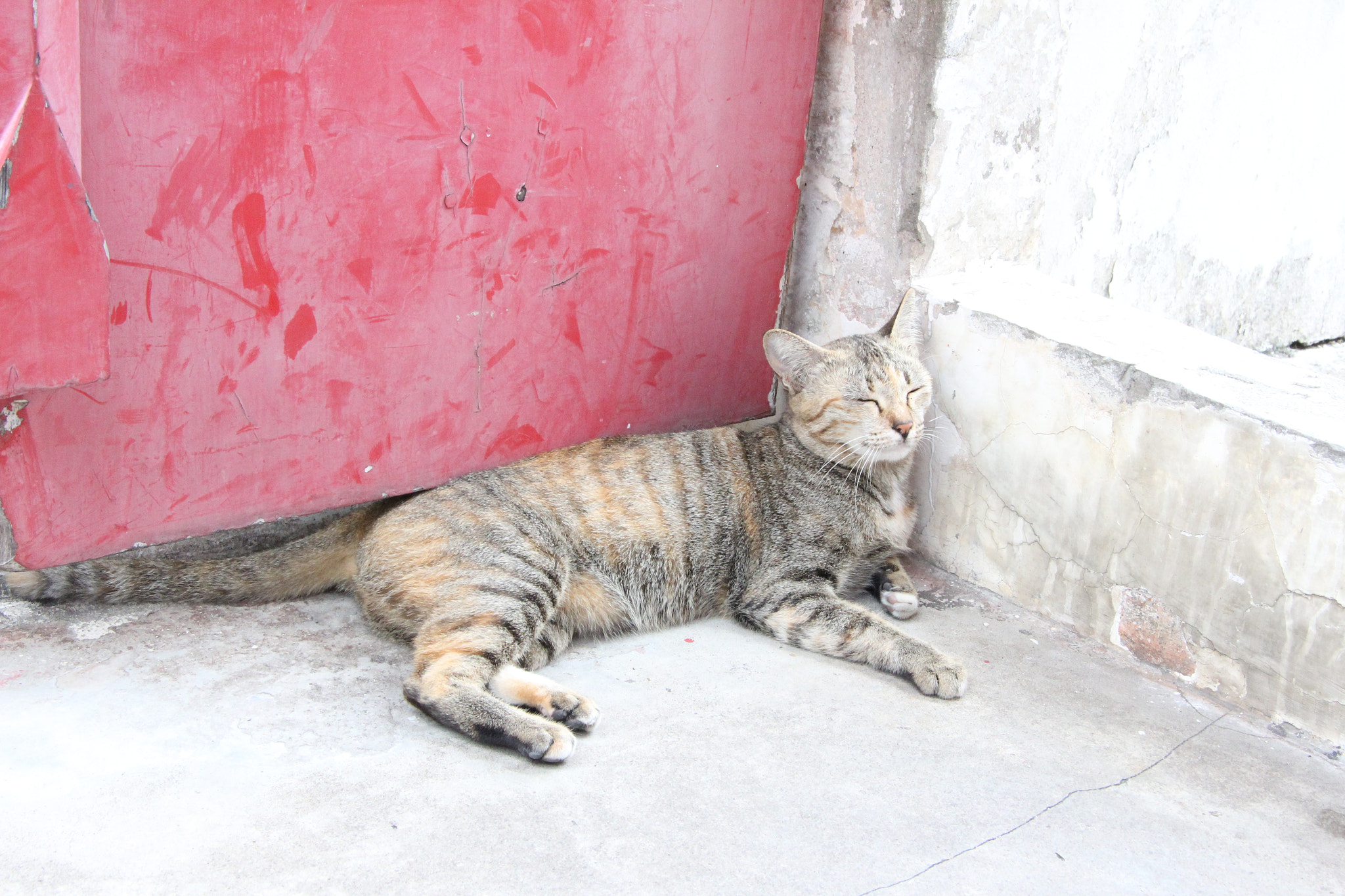 Canon EF-S 17-85mm F4-5.6 IS USM sample photo. The sleeping cat photography
