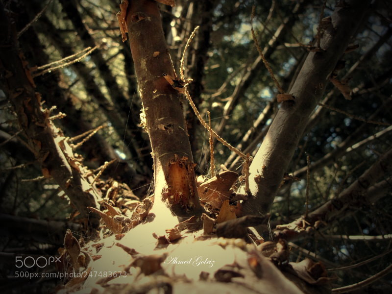 Canon PowerShot SX10 IS sample photo. Tane photography