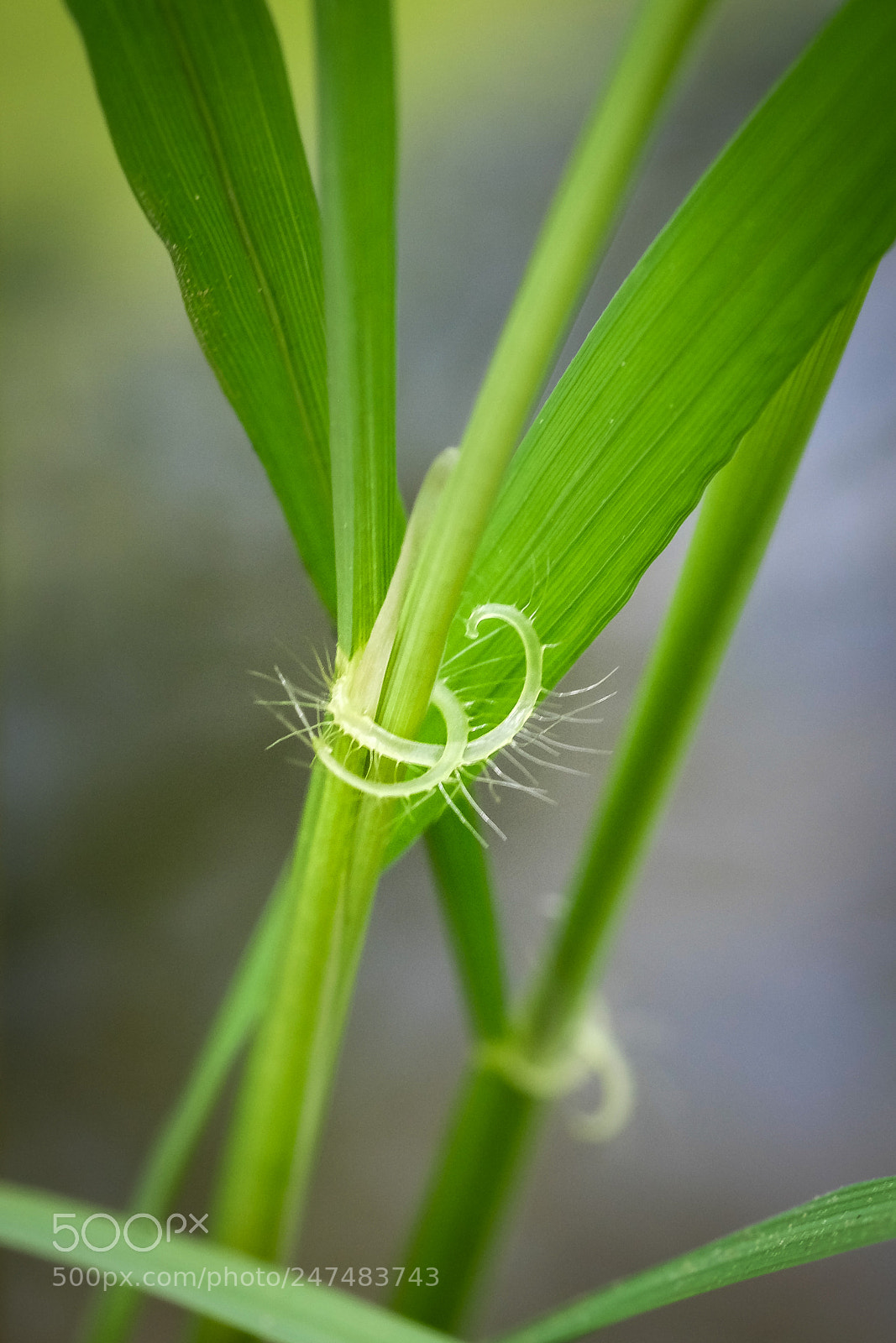 Fujifilm X-M1 sample photo. Alluring eyelashes i photography