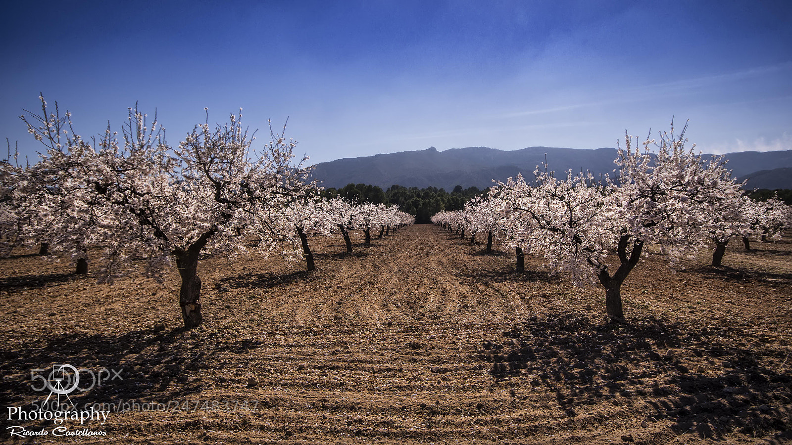 Sony SLT-A58 sample photo. Floración del almendro... photography