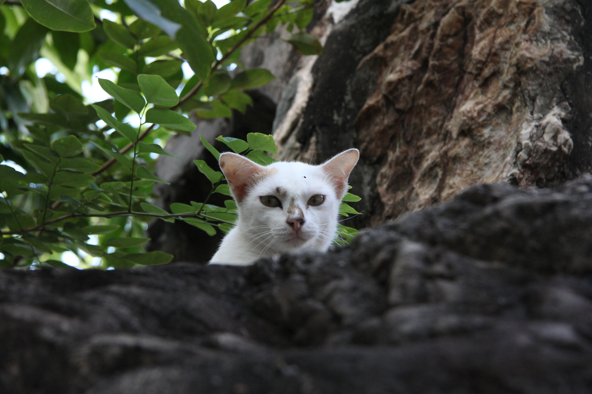 Canon EF-S 17-85mm F4-5.6 IS USM sample photo. Hello..... photography