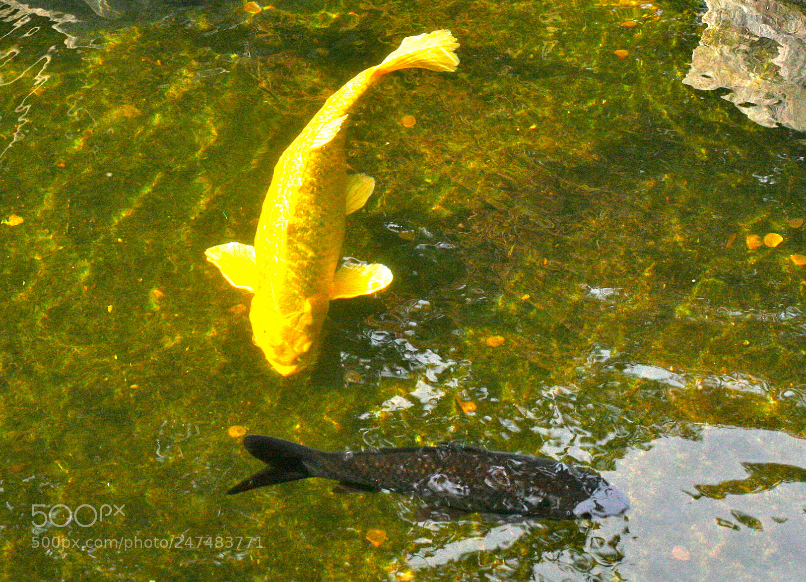 Canon EOS 30D sample photo. Koi carp photography