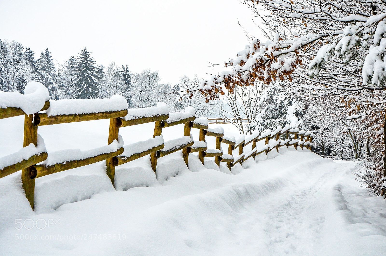 Nikon D5100 sample photo. Snowy  path photography