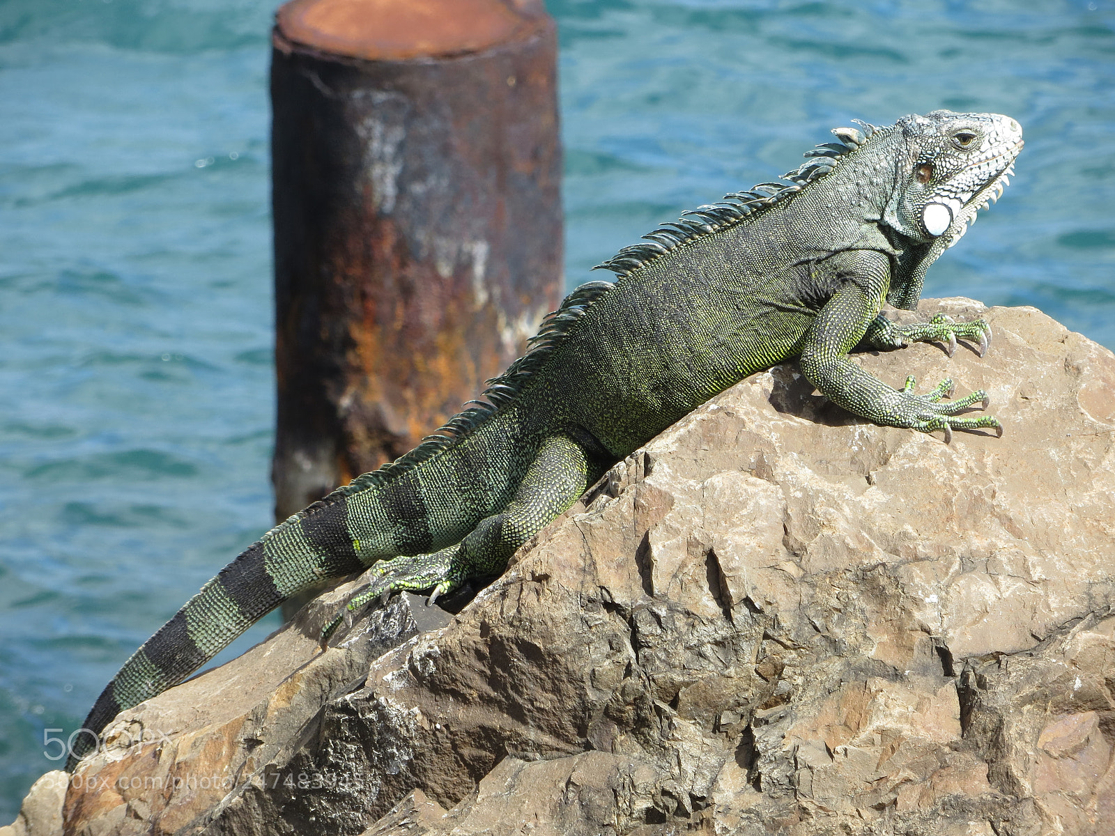 Canon PowerShot SX260 HS sample photo. Green iguana photography