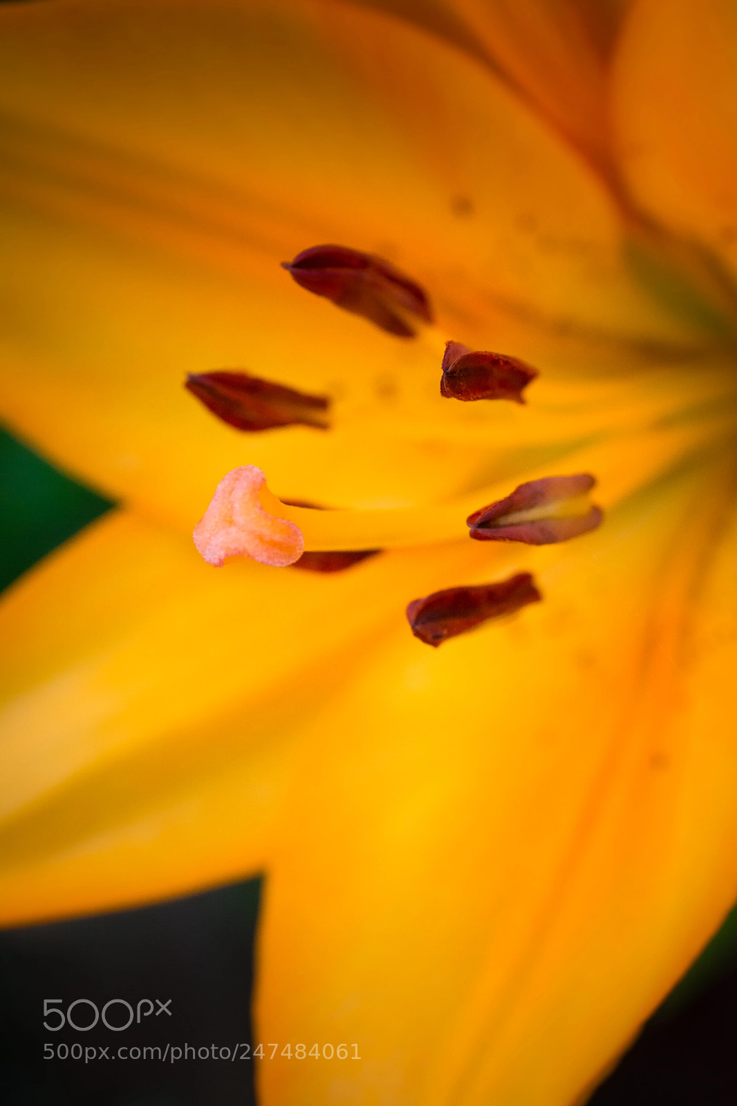 Nikon D5200 sample photo. Lily photography