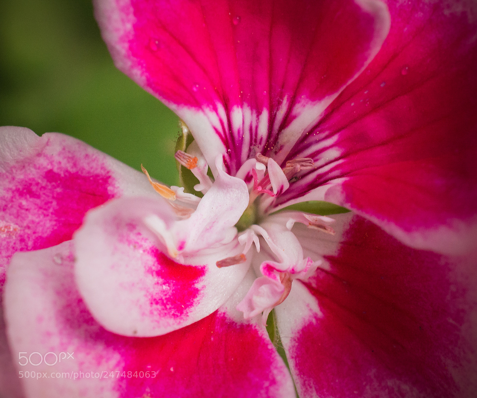 Nikon D5200 sample photo. Garden flower photography